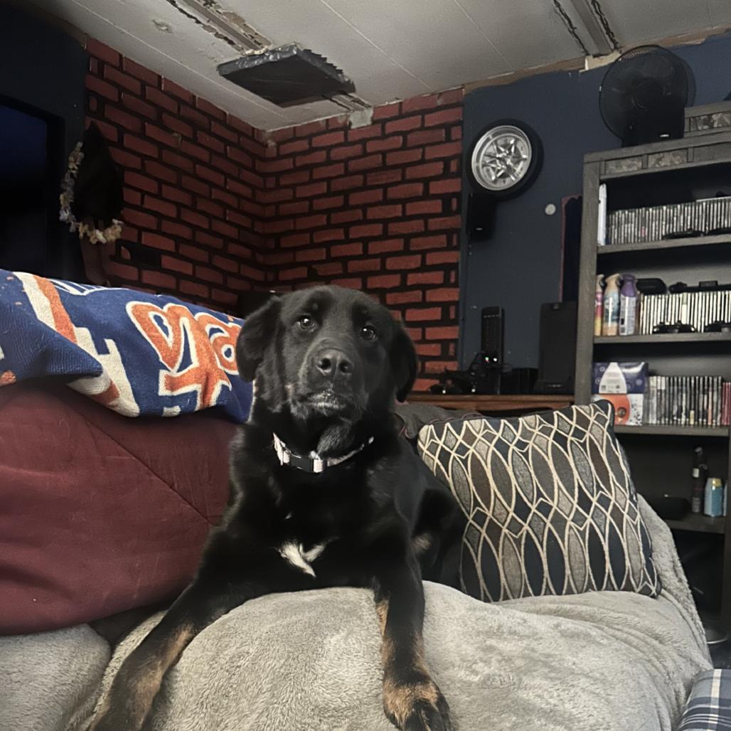 Peyton, Adoptable, Young Female Mixed Breed.