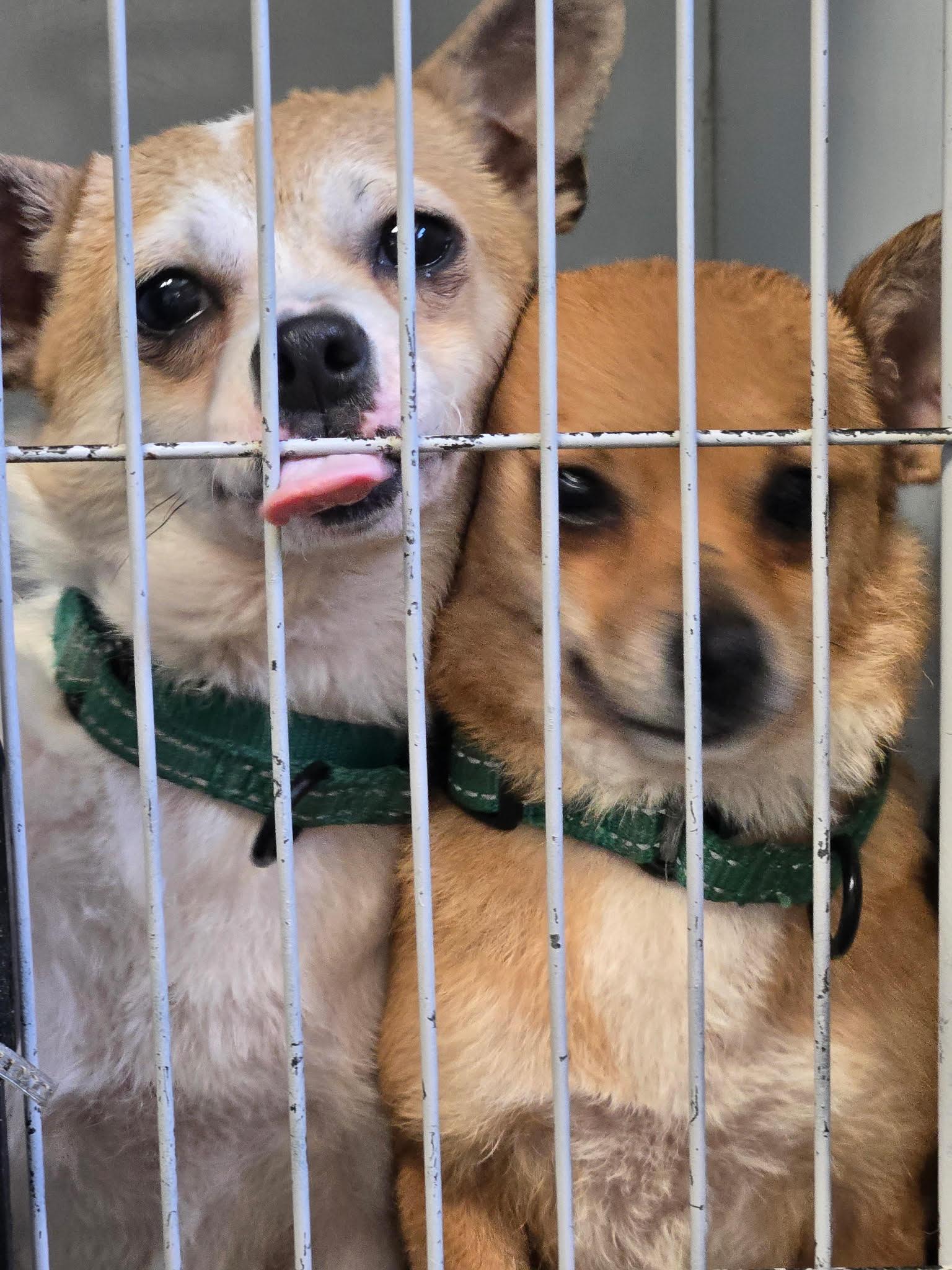 Cinnamon, a Adoptable mixed breed in Greensboro, NC image 2/2