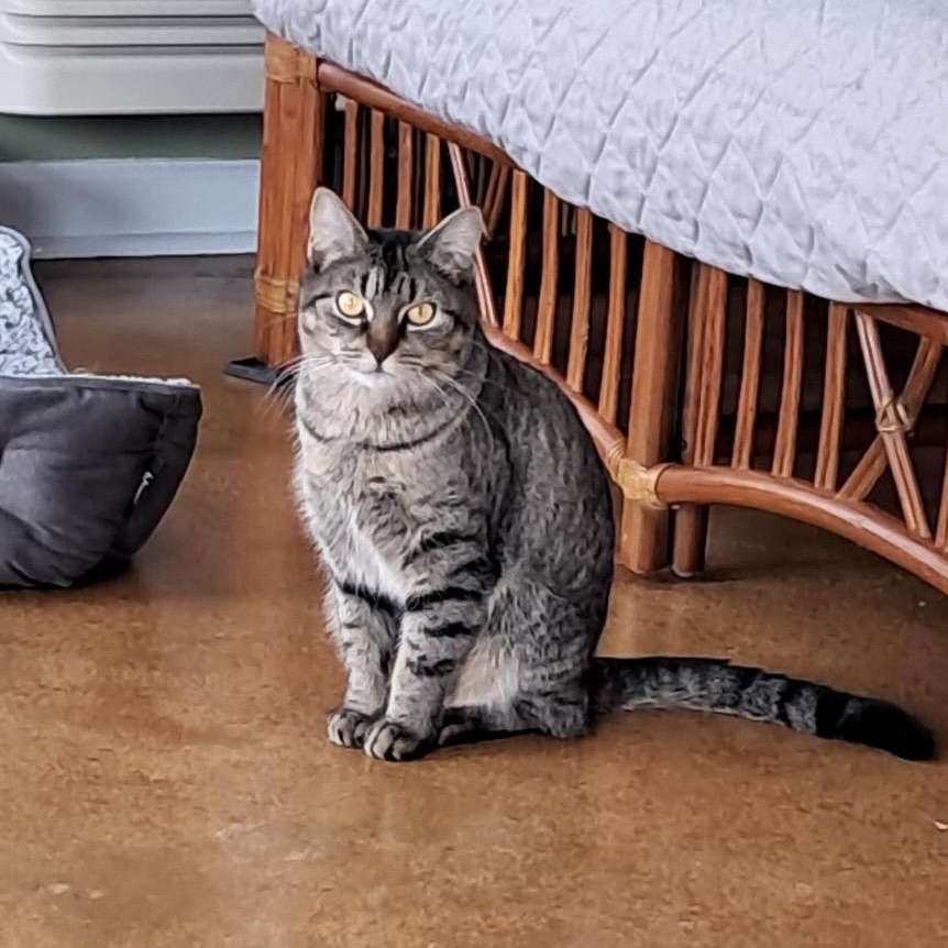 Louisa, ADOPTABLE, Adult Female Domestic Short Hair.