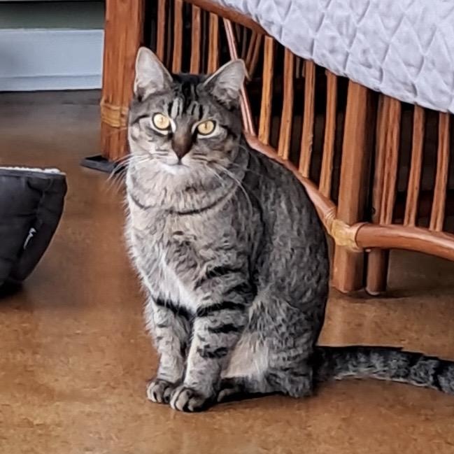 Enlarge Louisa, a ADOPTABLE Domestic Short Hair in Collierville, TN image 1/6