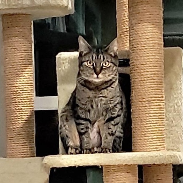 Enlarge Louisa, a ADOPTABLE Domestic Short Hair in Collierville, TN image 4/6