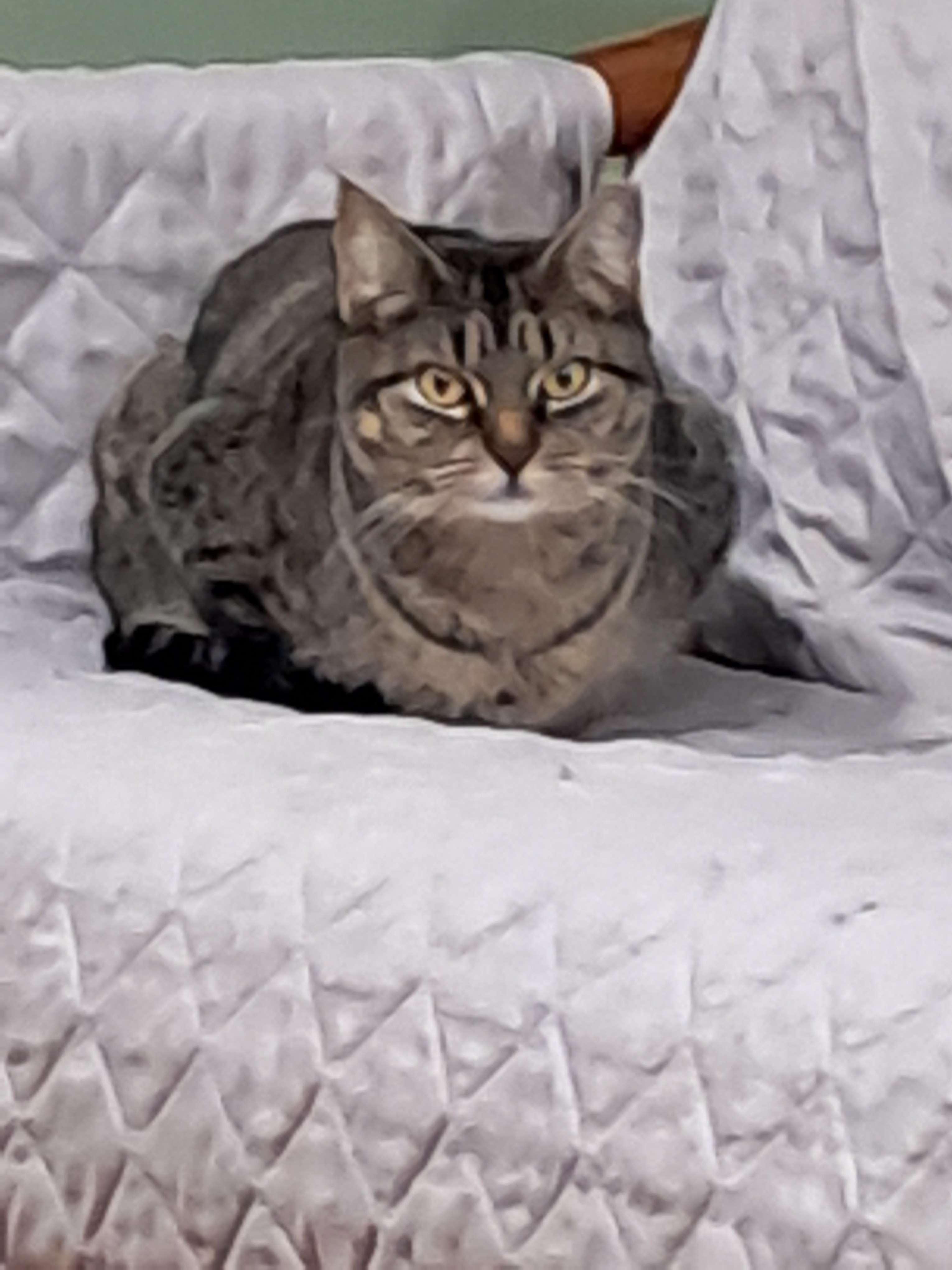 Enlarge Louisa, a ADOPTABLE Domestic Short Hair in Collierville, TN image 2/4