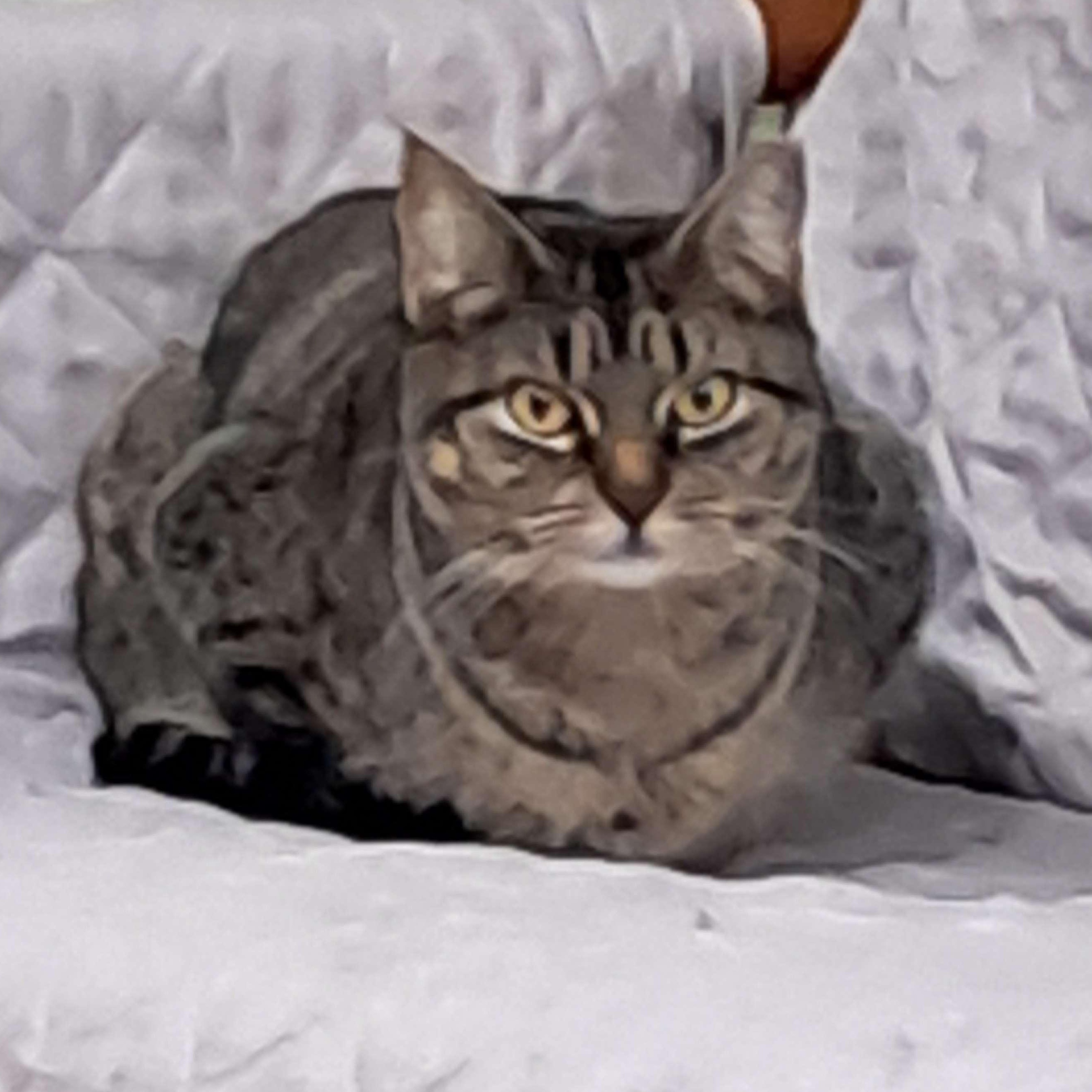 Enlarge Louisa, a ADOPTABLE Domestic Short Hair in Collierville, TN image 2/6