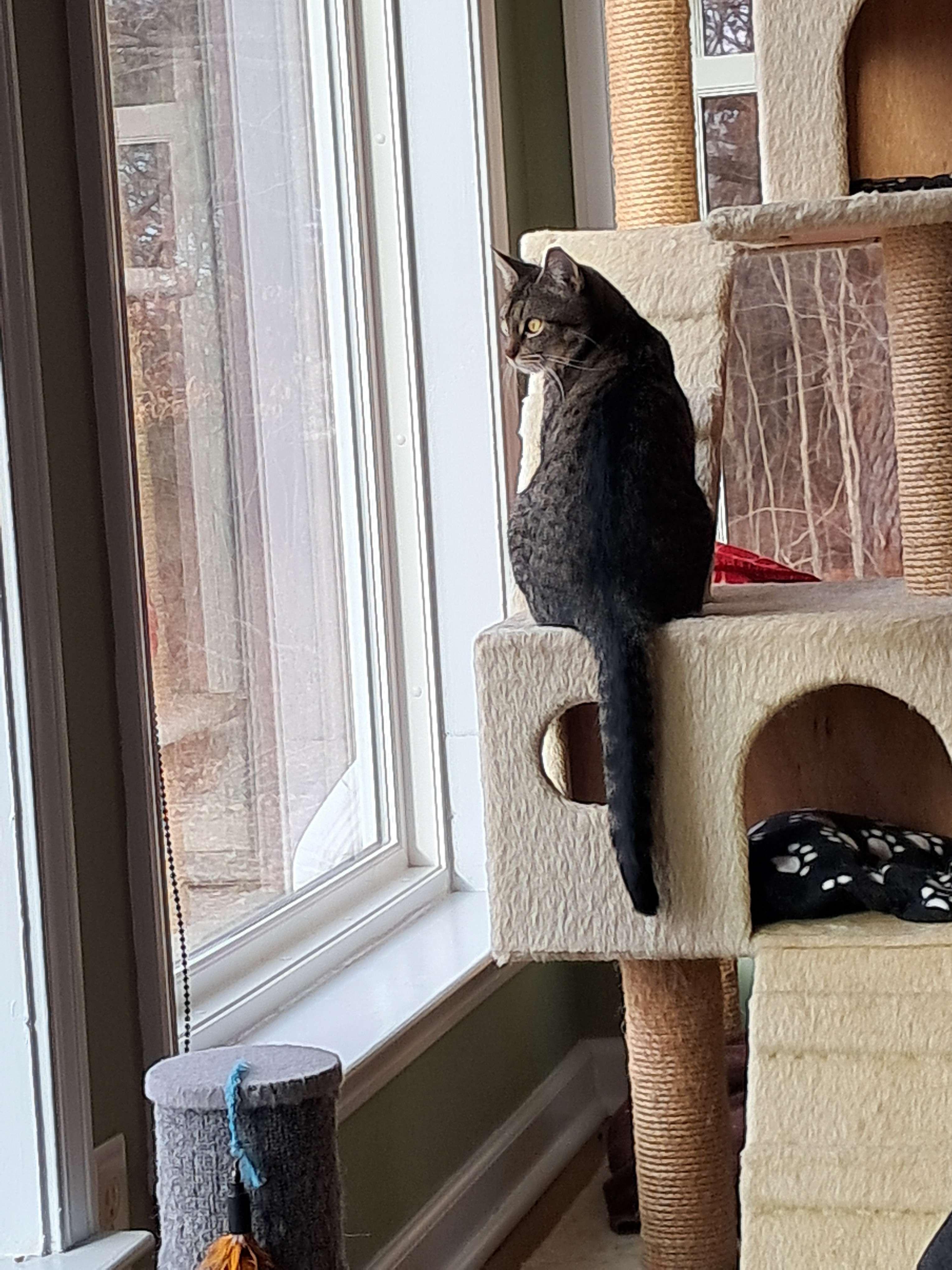 Louisa, ADOPTABLE, Adult Female Domestic Short Hair.