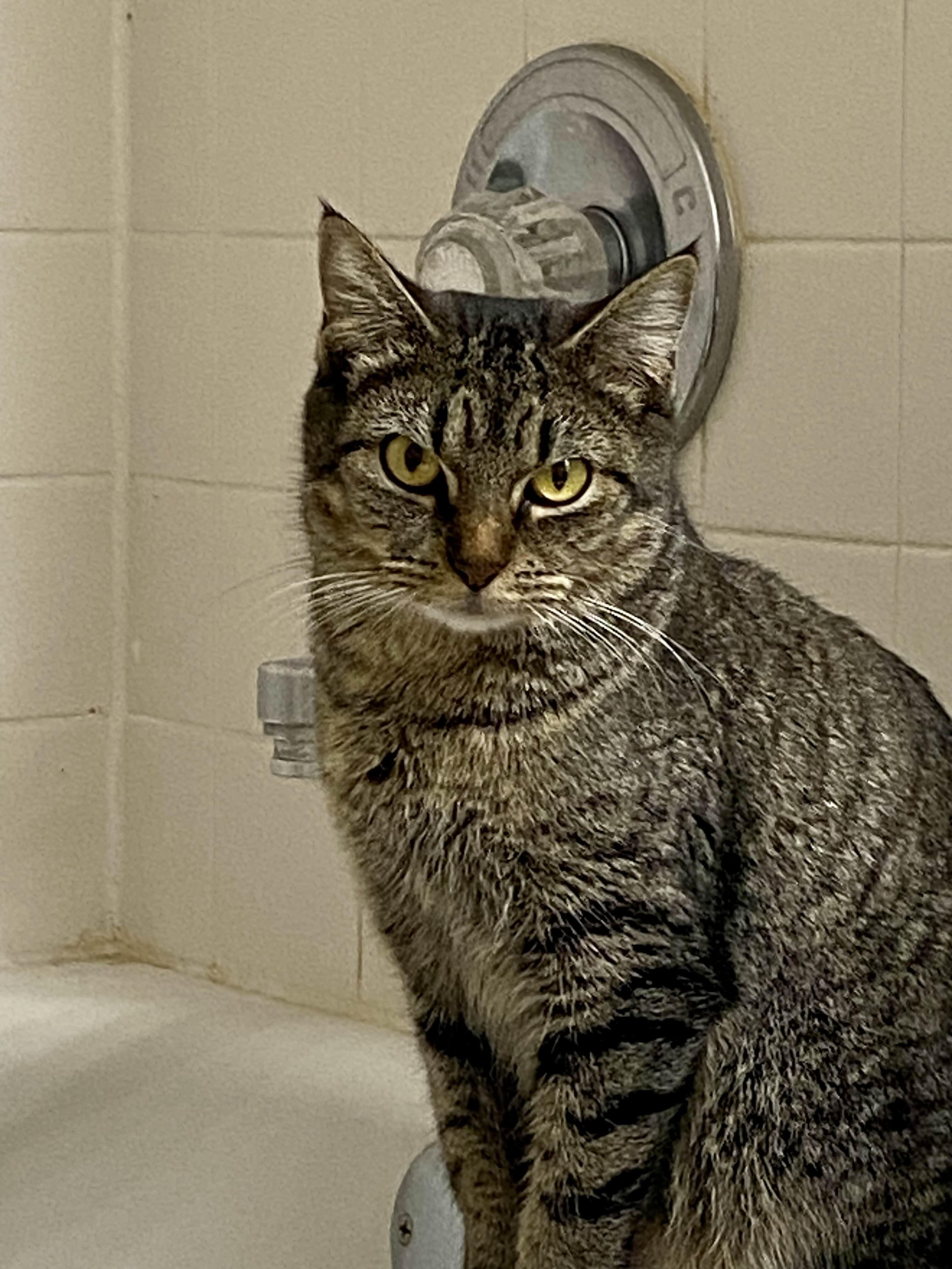 Enlarge Louisa, a ADOPTABLE Domestic Short Hair in Collierville, TN image 4/4