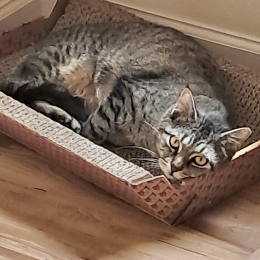 Enlarge Louisa, a ADOPTABLE Domestic Short Hair in Collierville, TN image 5/6