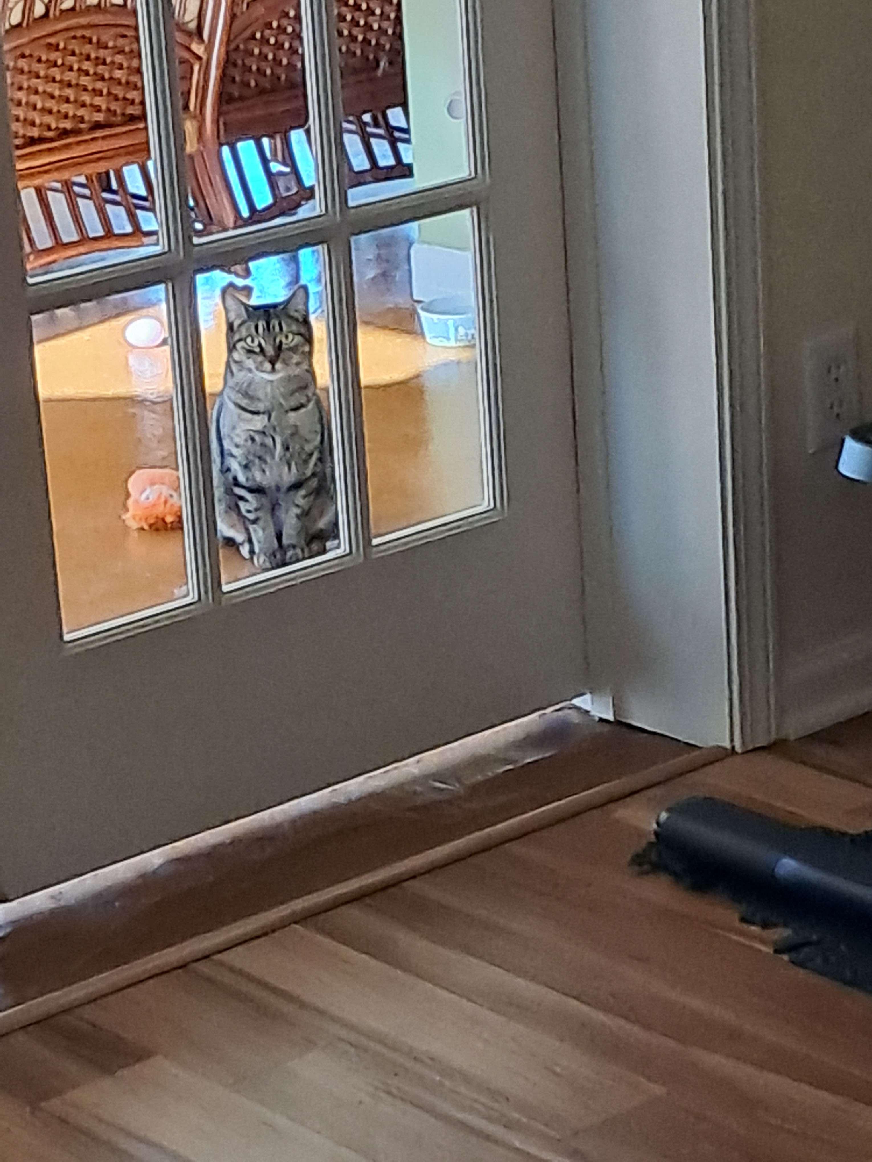 Enlarge Louisa, a ADOPTABLE Domestic Short Hair in Collierville, TN image 3/4