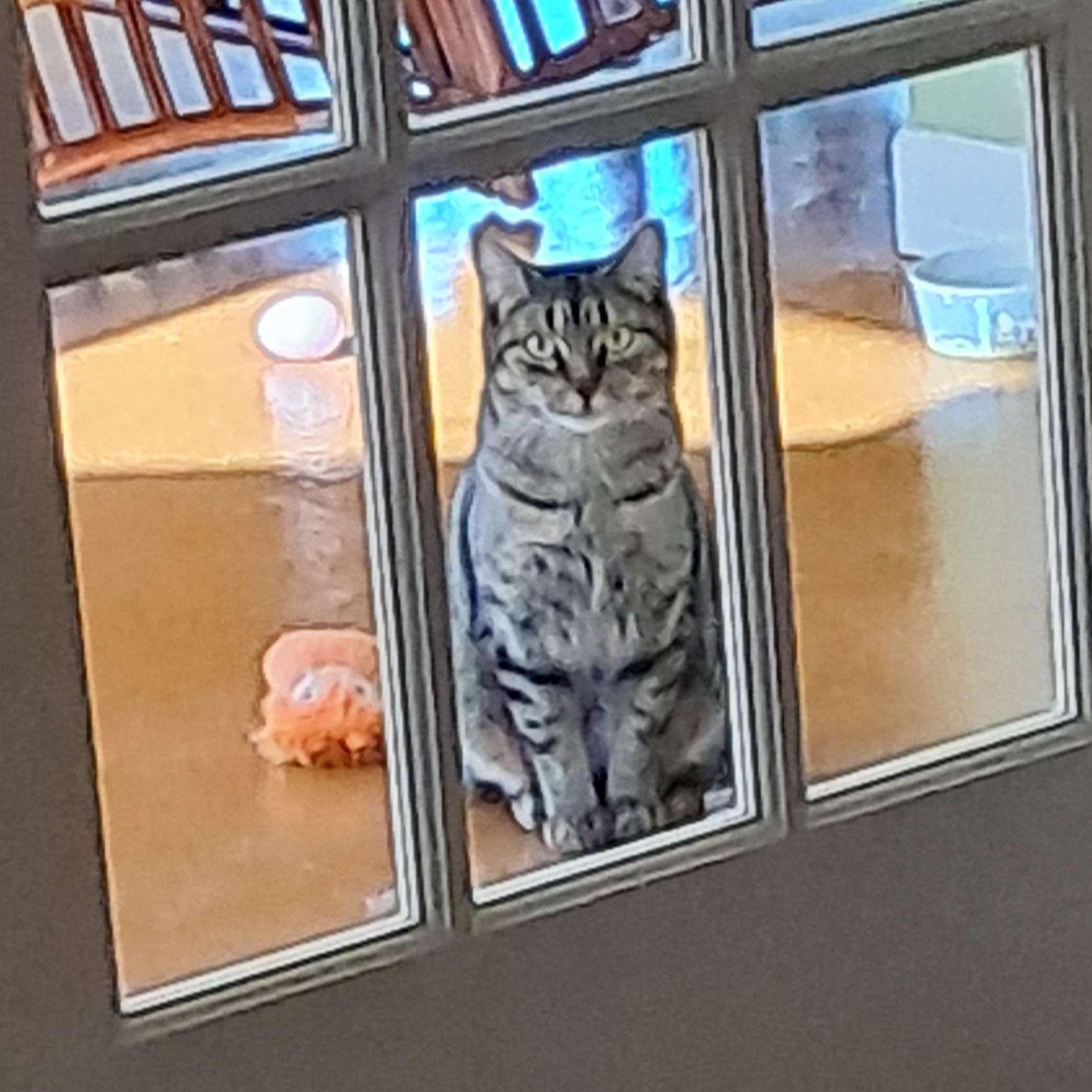 Enlarge Louisa, a ADOPTABLE Domestic Short Hair in Collierville, TN image 3/6