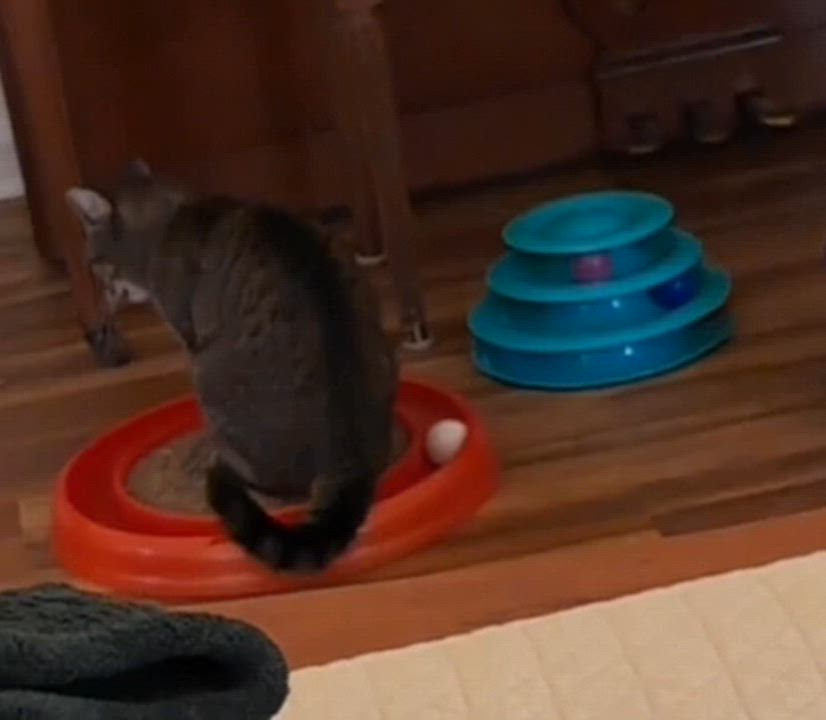 Enlarge Louisa, a ADOPTABLE Domestic Short Hair in Collierville, TN video 6/6