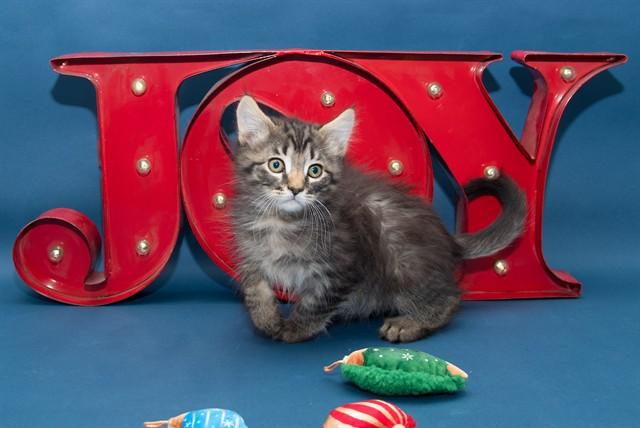 Enlarge PEPE LE PUFF, a Adoptable Domestic Medium Hair in Santa Monica, CA image 1/1
