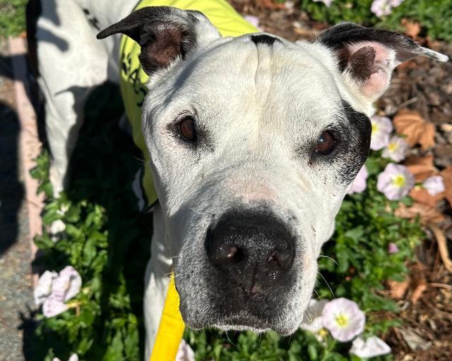 Enlarge REX, a Adoptable mixed breed in Martinez, CA image 1/1