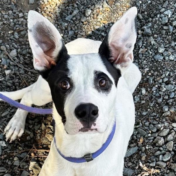 Joshua, Adoptable, Young Male Terrier.