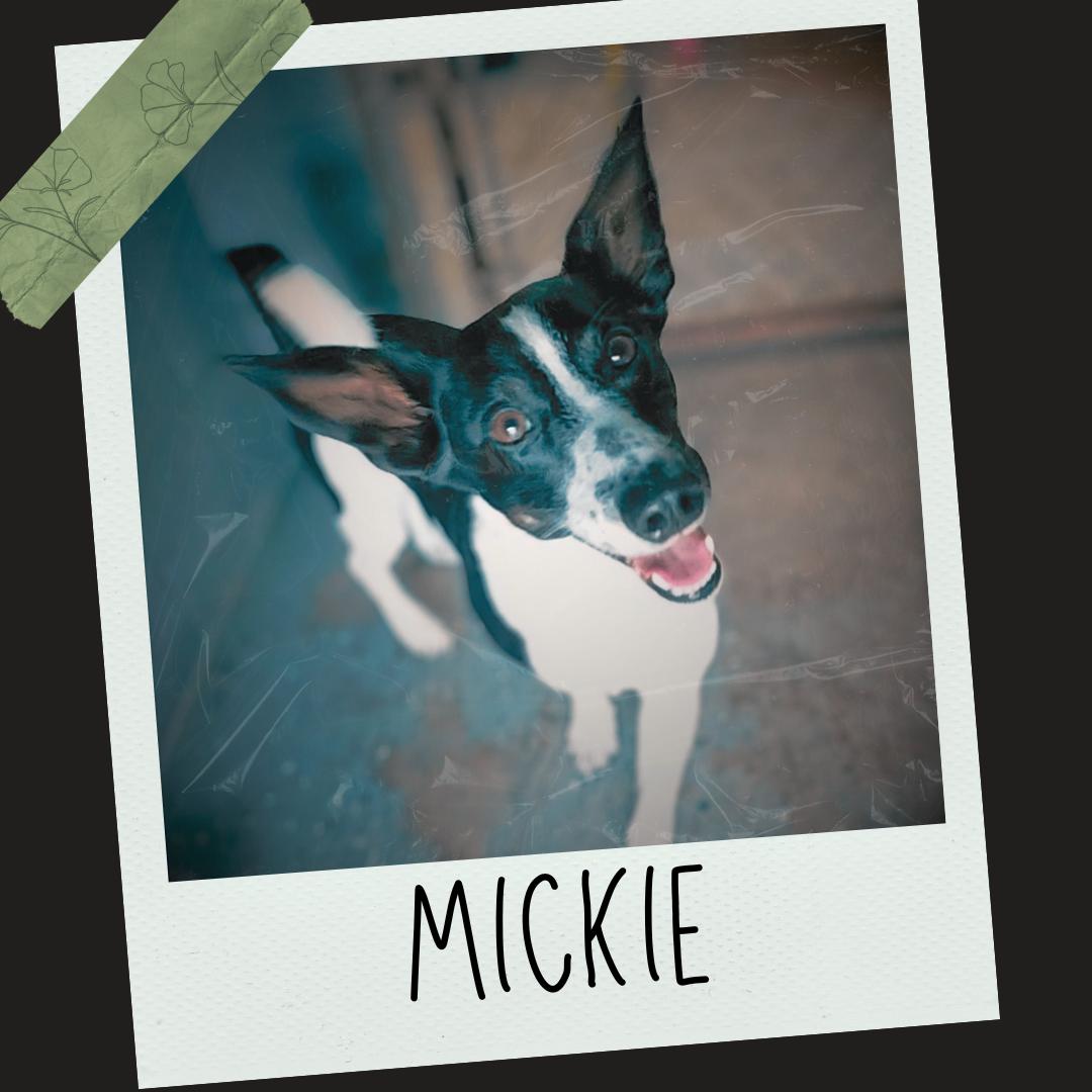 Michael, Adult Male Mixed Breed