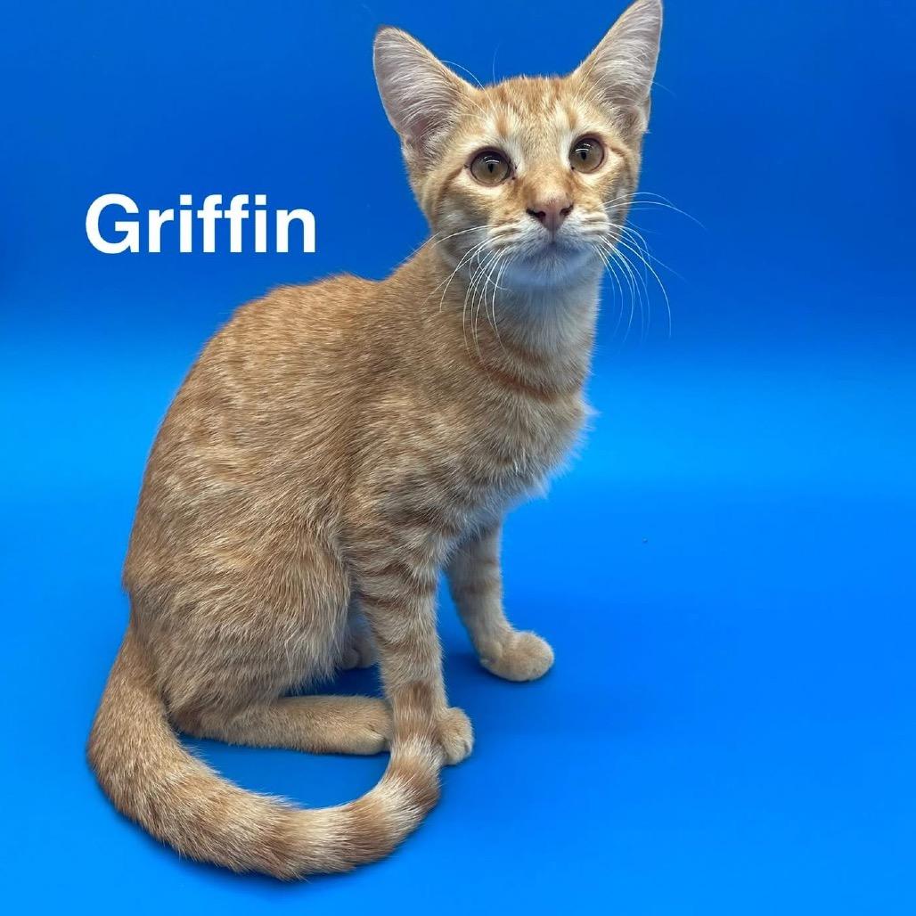 Griffin, Adoptable, Kitten Male American Shorthair.