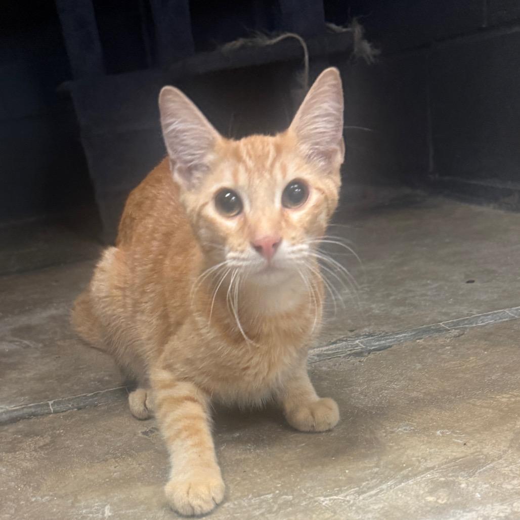 Enlarge Griffin, a Adoptable American Shorthair in Collinsville , OK image 2/2