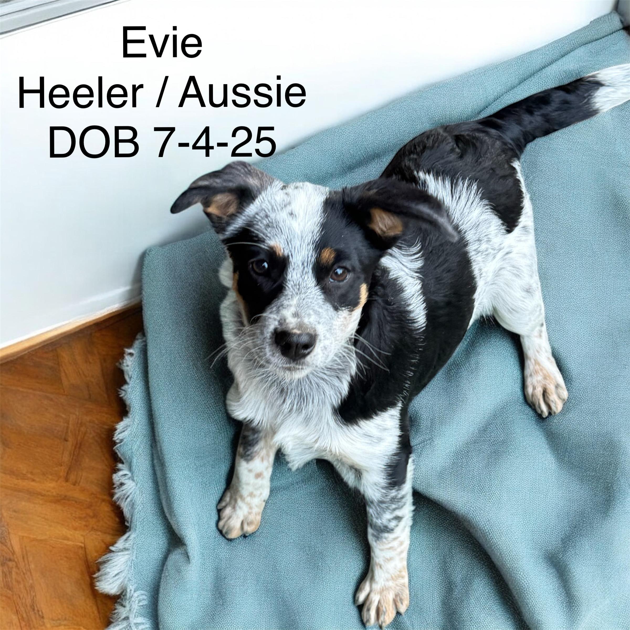 Enlarge Evie, an adopted mixed breed in South Saint Paul, MN image 1/1