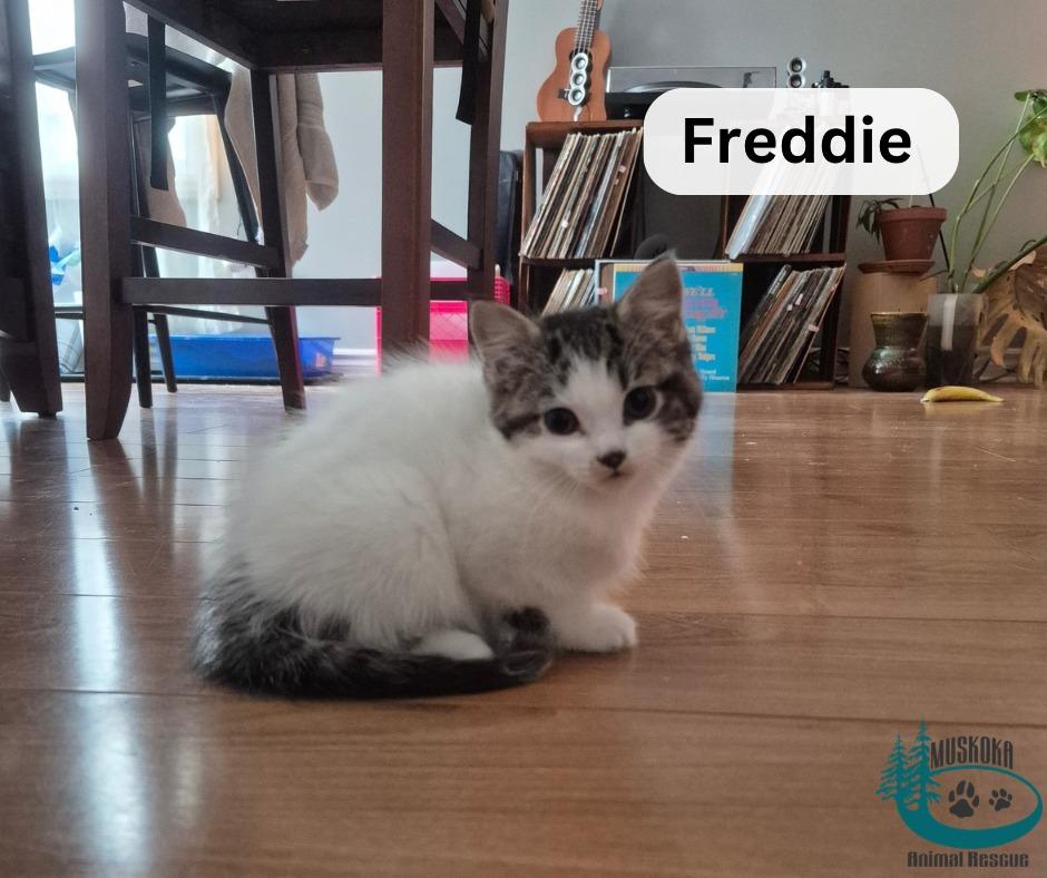 Enlarge Freddie!, an adopted Domestic Medium Hair in Huntsville, ON image 1/1