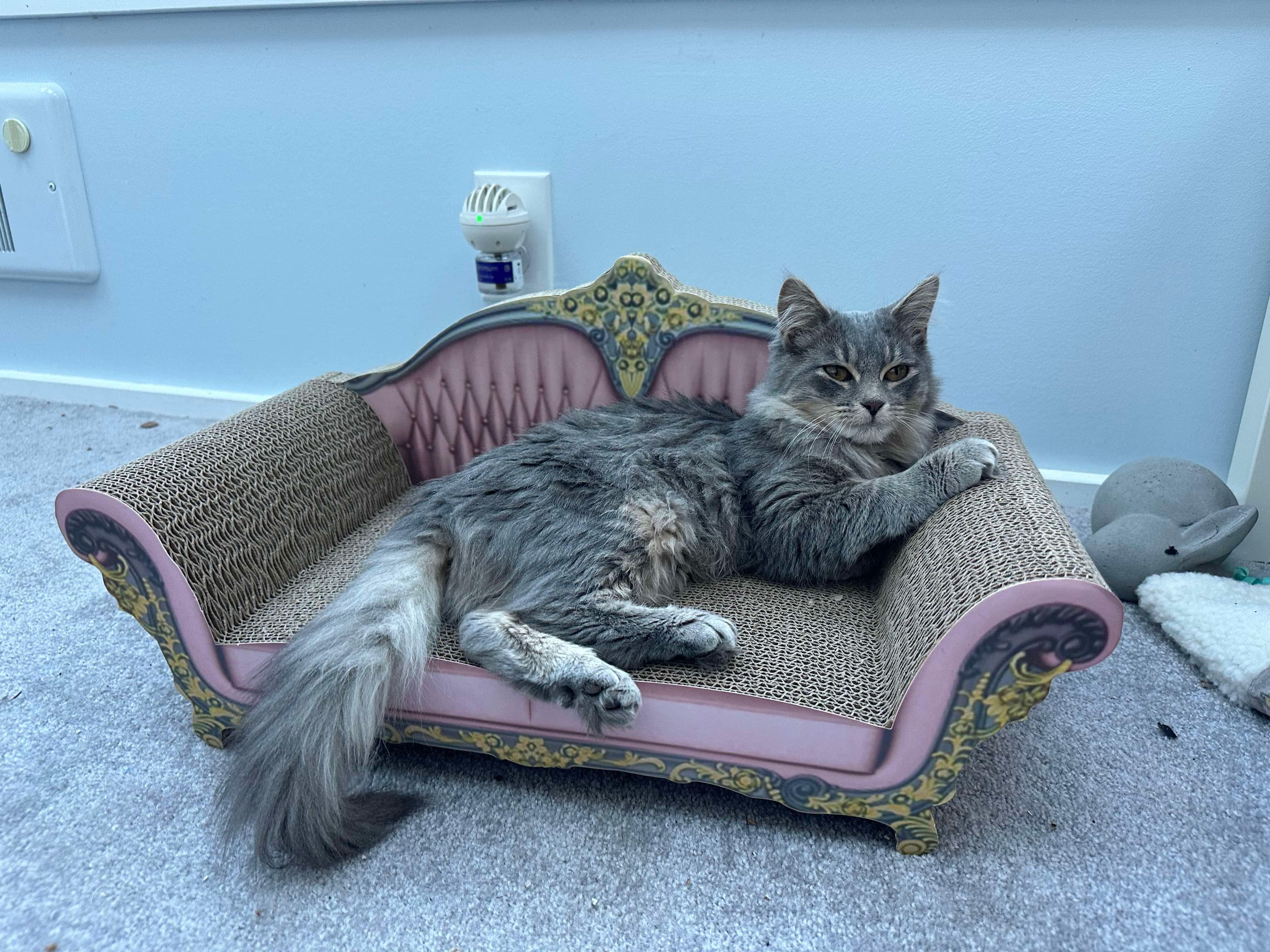 Fluffy, a Adoptable Domestic Long Hair in Raritan, NJ image 1/5