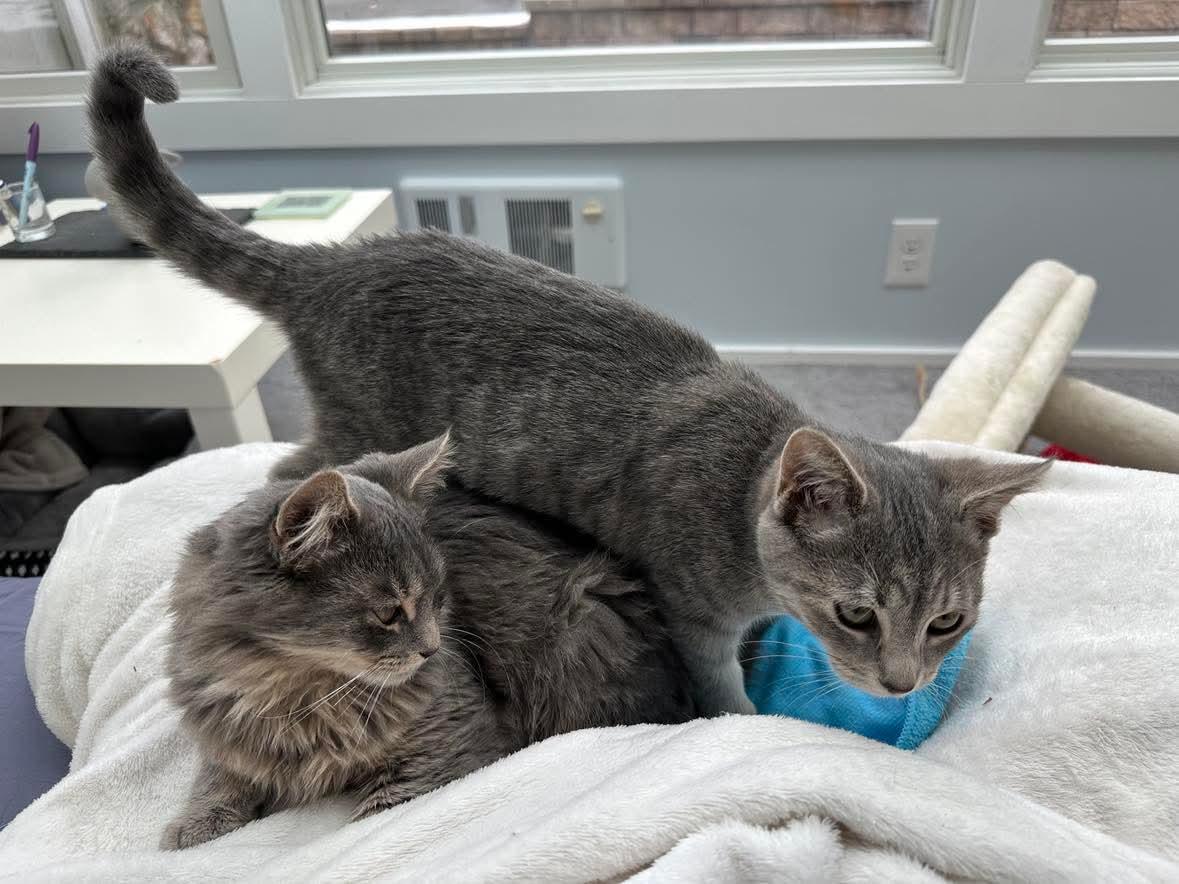 Fluffy, a Adoptable Domestic Long Hair in Raritan, NJ image 3/5