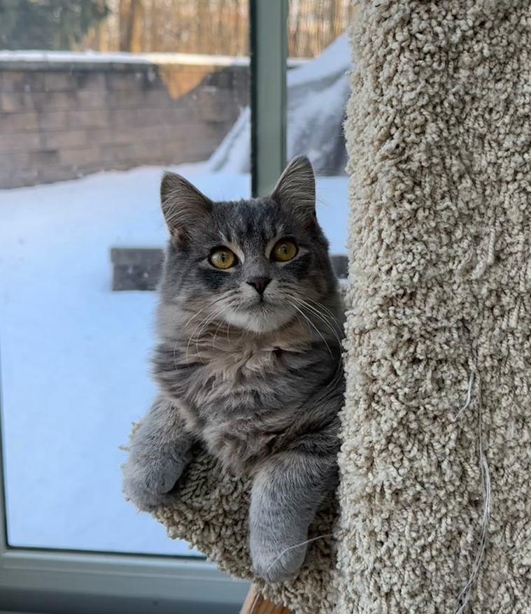 Fluffy, a Adoptable Domestic Long Hair in Raritan, NJ image 4/5