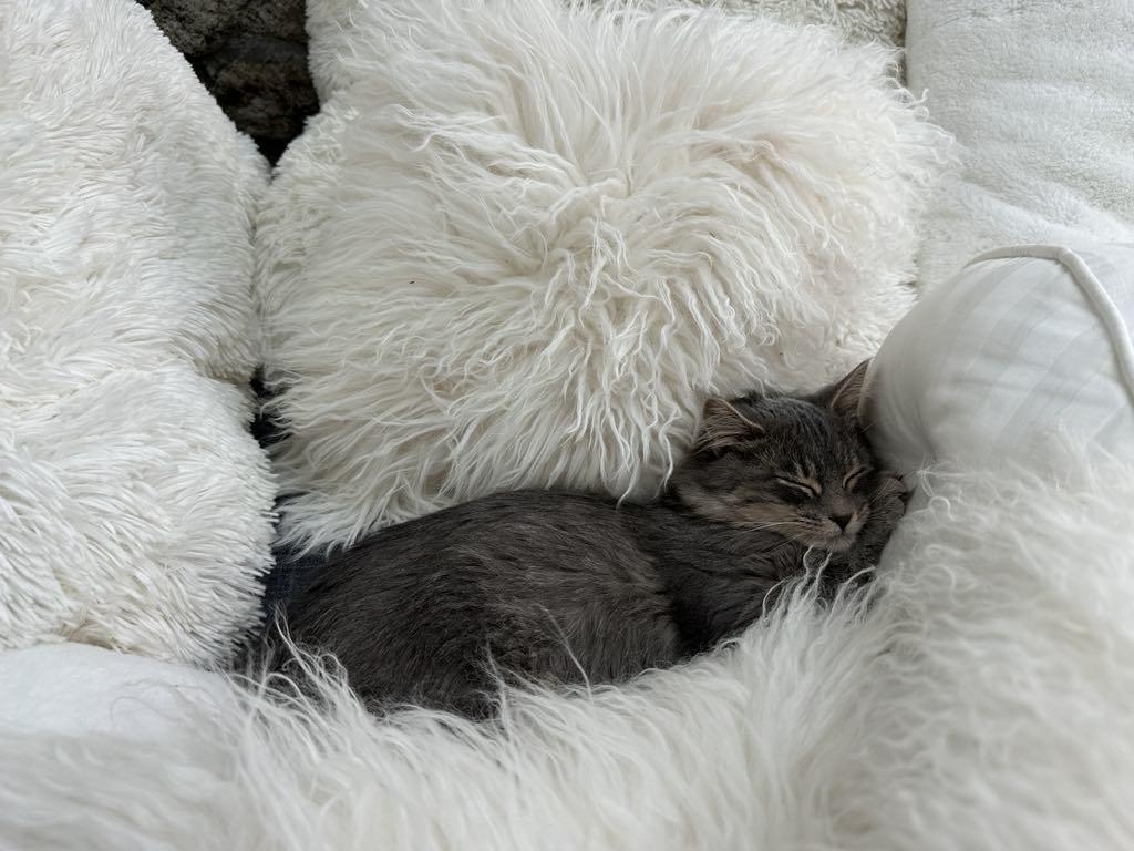 Fluffy, a Adoptable Domestic Long Hair in Raritan, NJ image 5/5