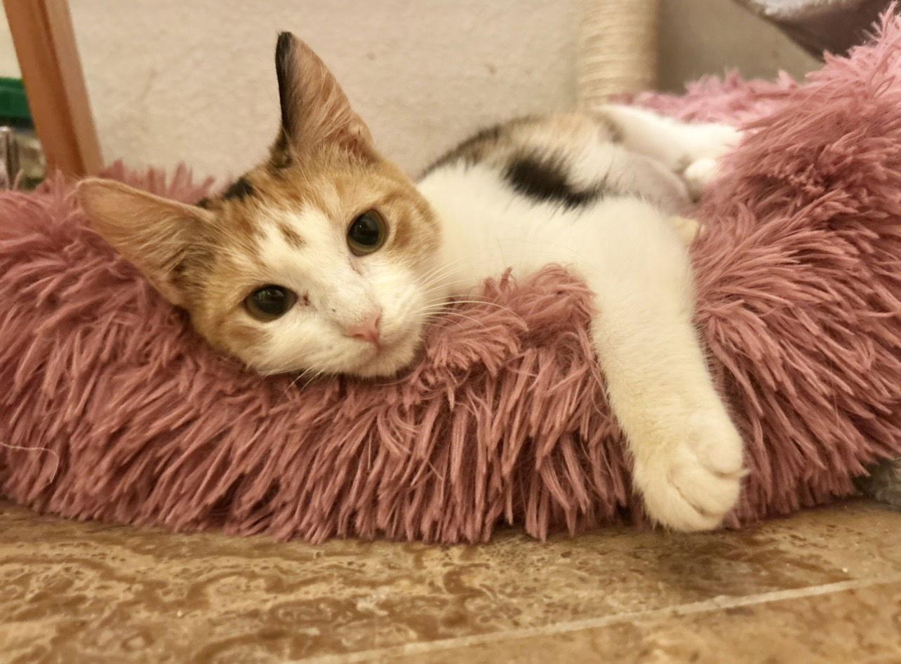 Enlarge Jasmine Napa, a Adoptable Calico in Napa, CA image 2/3