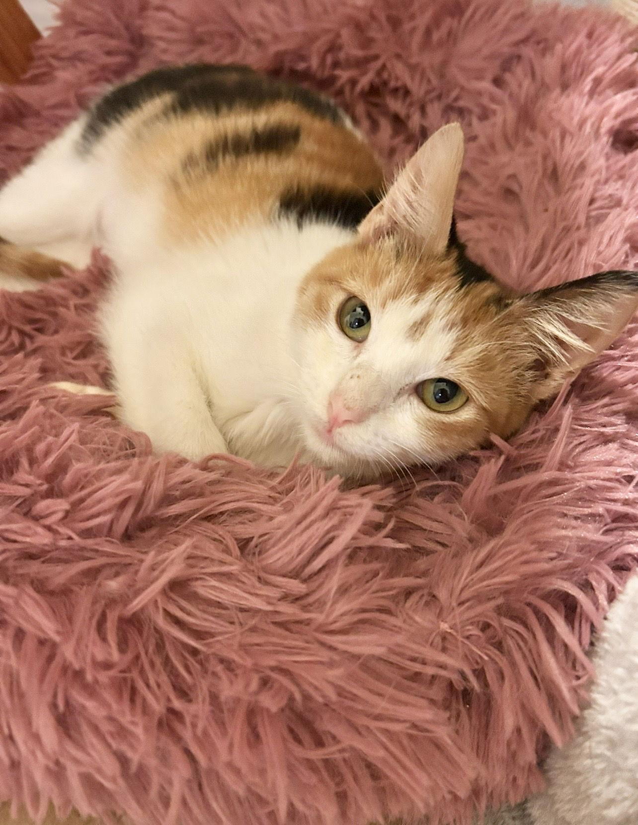 Enlarge Jasmine Napa, a Adoptable Calico in Napa, CA image 3/3