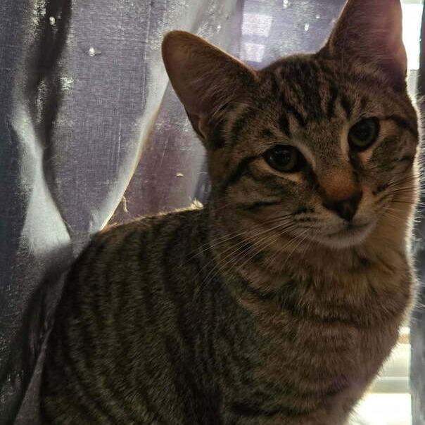 Slinky, Adoptable, Young Male American Shorthair.
