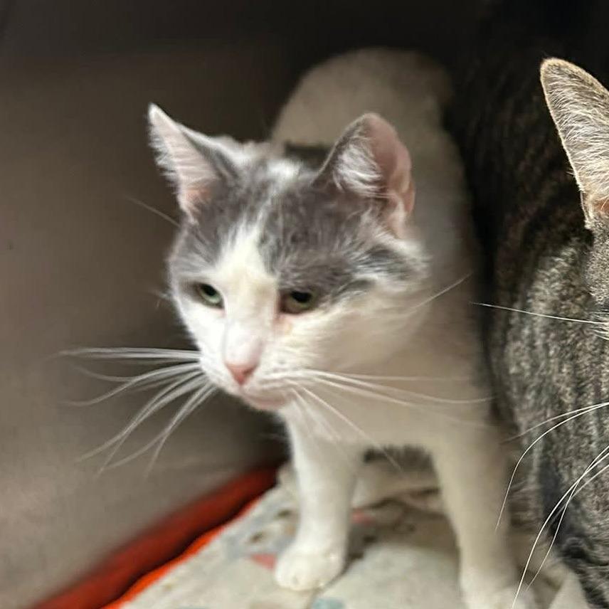 Enlarge Artic, a Adoptable mixed breed in Ringtown, PA image 1/1