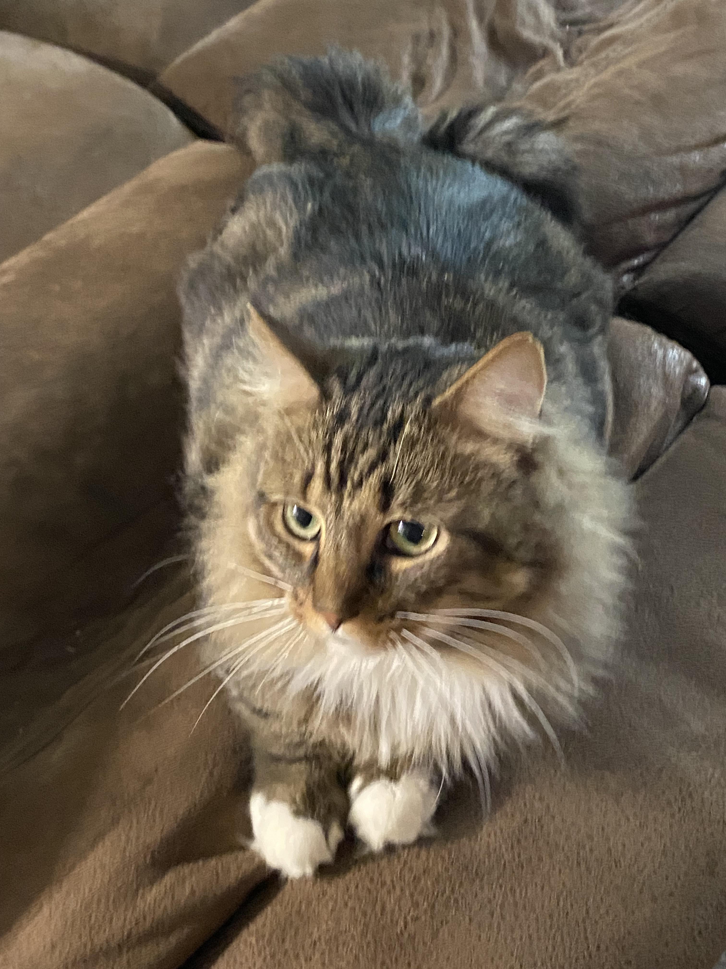 Dustin, Adoptable, Adult Male Domestic Long Hair.