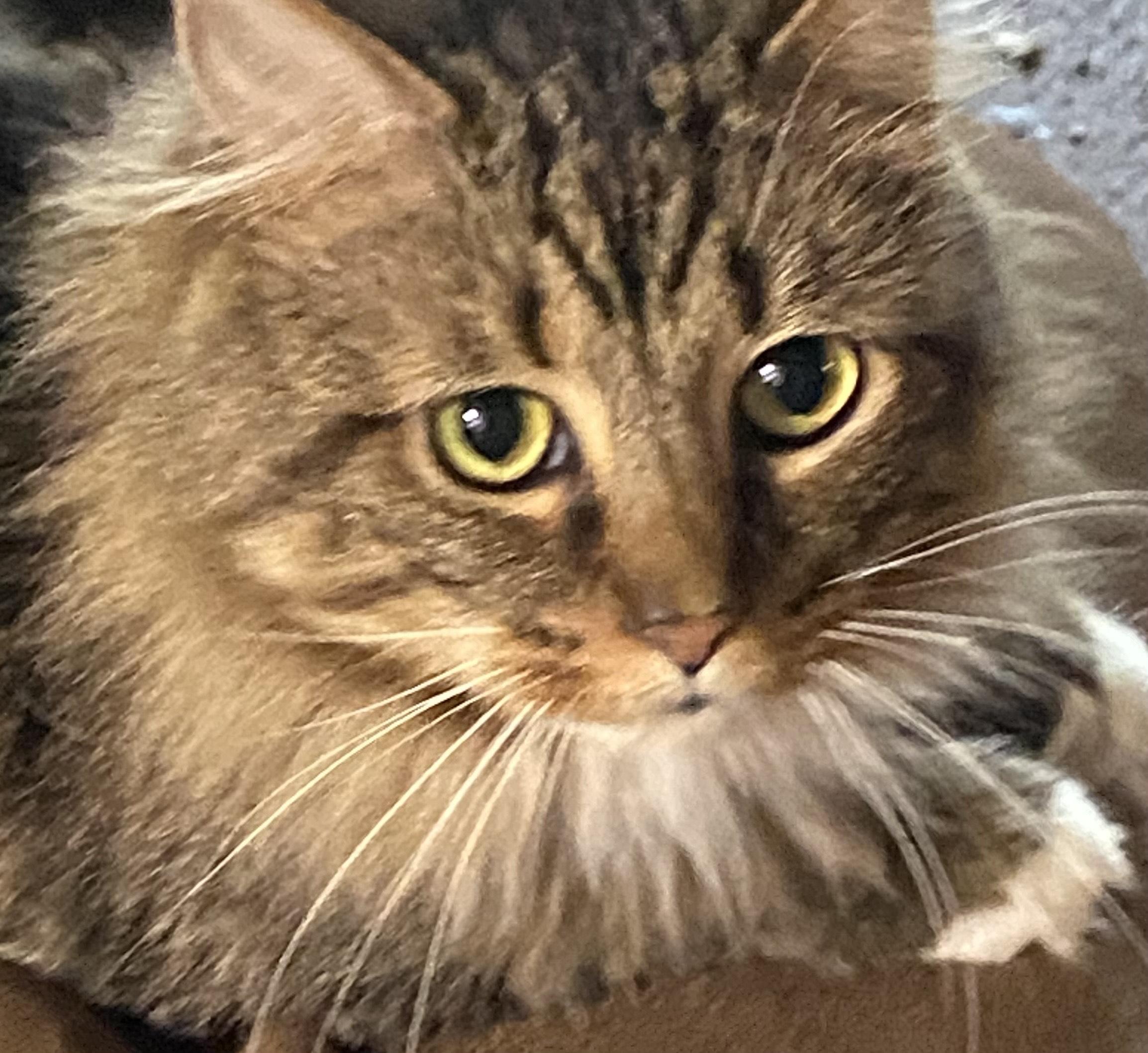 Dustin, Adoptable, Adult Male Domestic Long Hair.