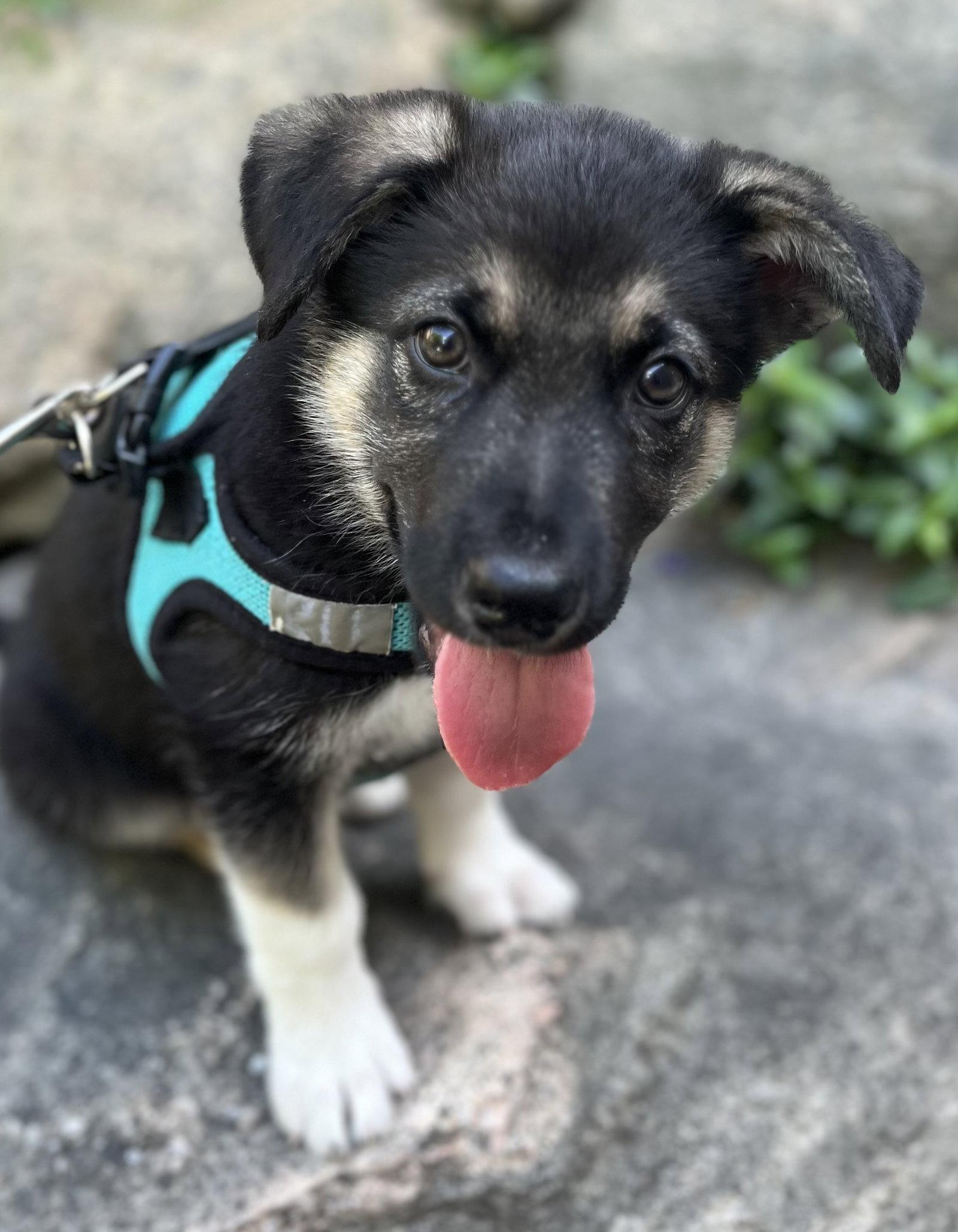 Enlarge DOCK, a Adoptable mixed breed in Minesing, ON image 1/3