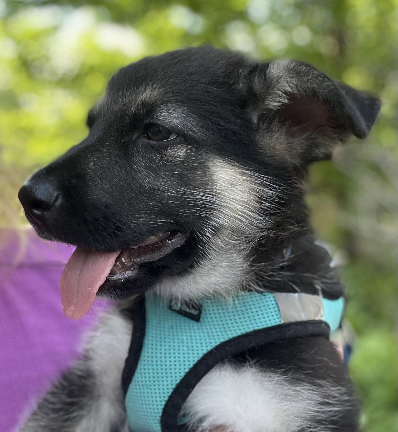 Enlarge DOCK, a Adoptable mixed breed in Minesing, ON image 2/3