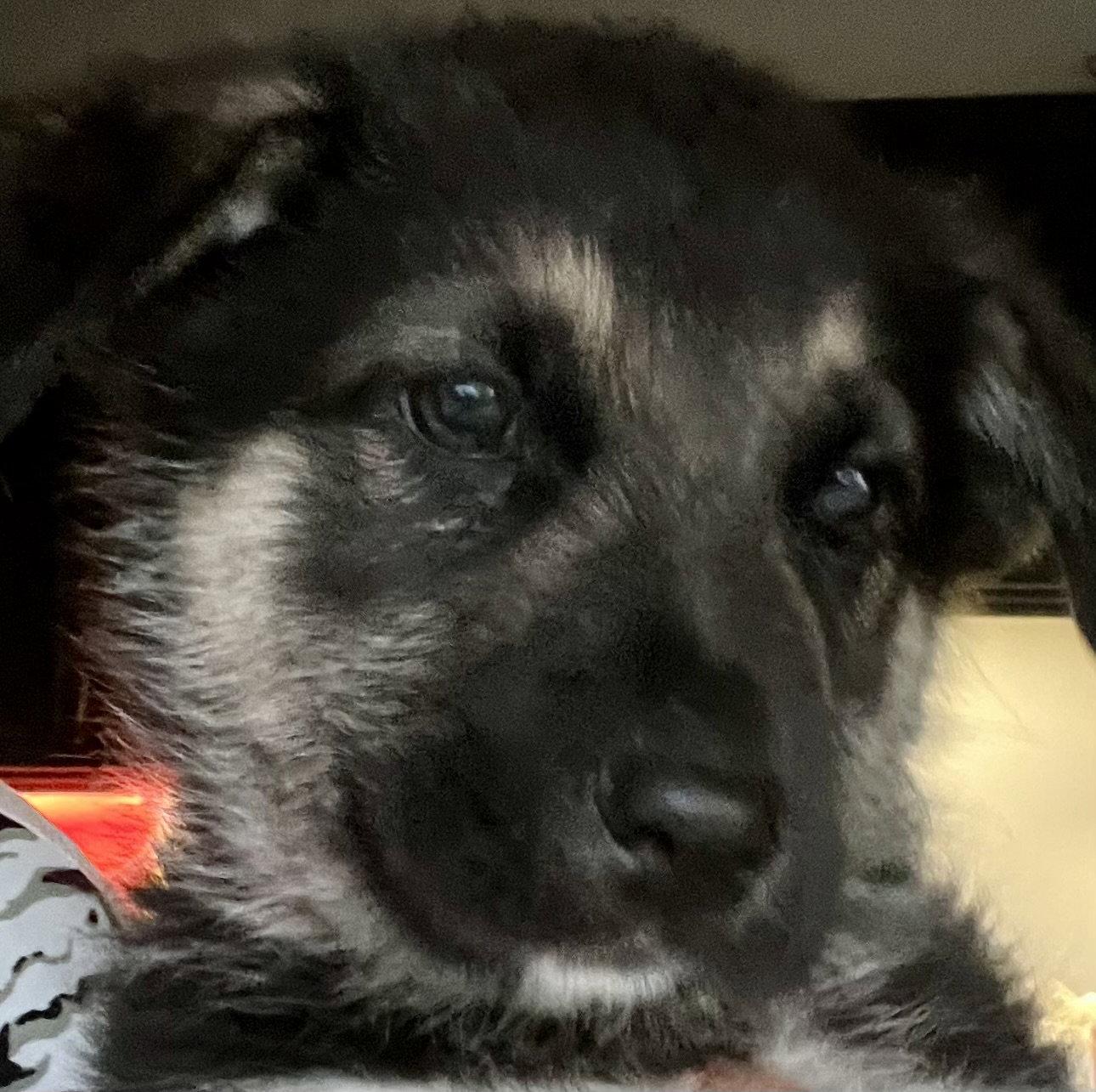 Enlarge DOCK, a Adoptable mixed breed in Minesing, ON image 3/3