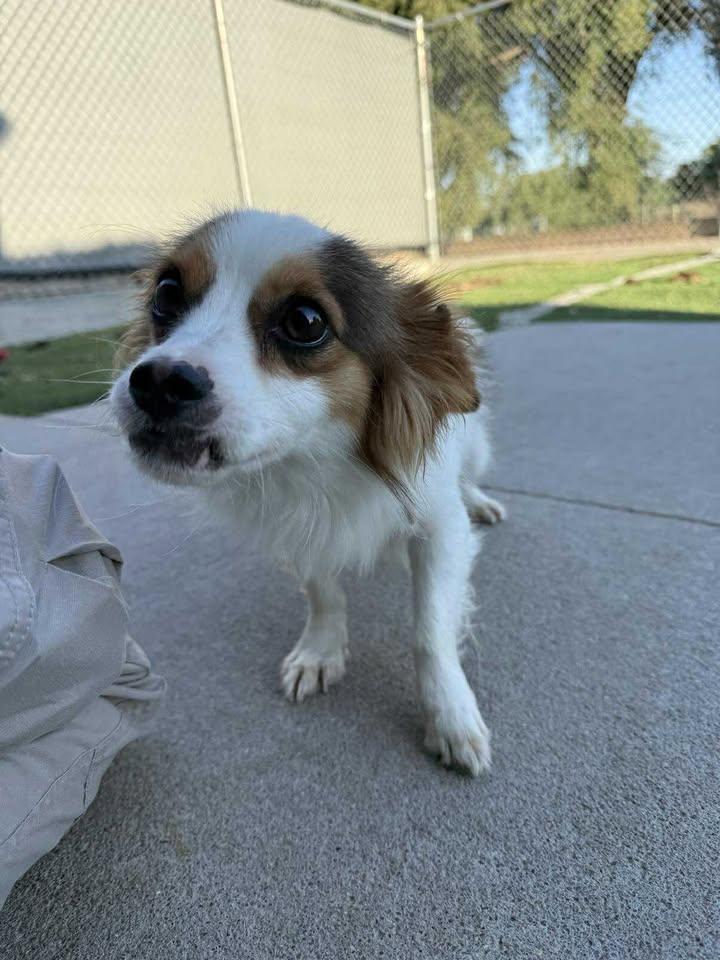 Enlarge Chewy, a Adopted mixed breed in Ulysses, KS image 1/1