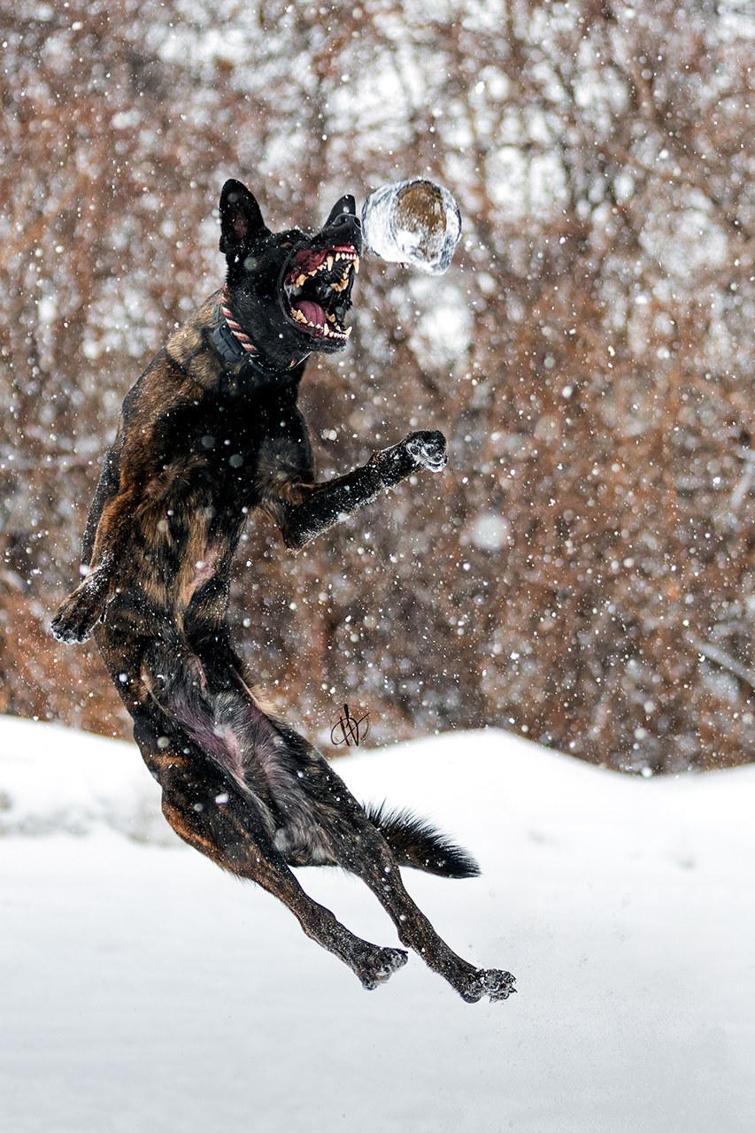 Enlarge Ares, a Adoptable mixed breed in Montreal, QC image 5/6