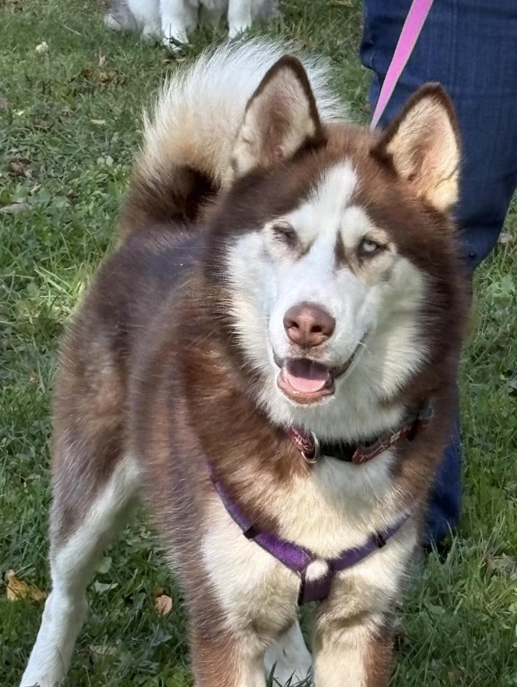 Kovu, Adoptable, Young Male Husky.