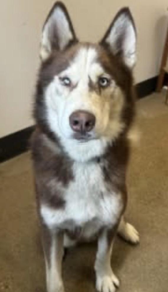 Enlarge Kovu, a Adoptable Husky in Lyndhurst, OH image 2/5