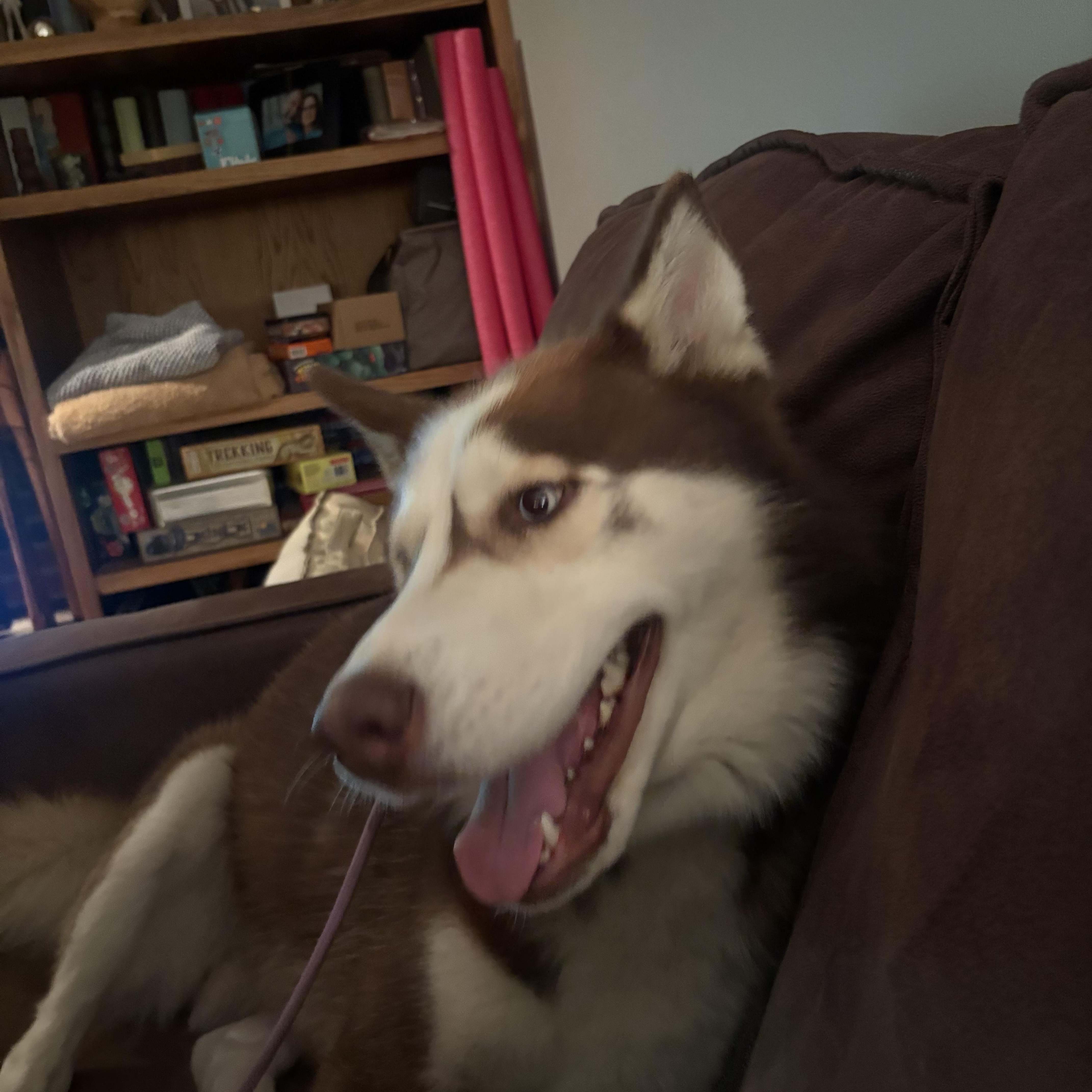 Enlarge Kovu, a Adoptable Husky in Lyndhurst, OH image 5/5