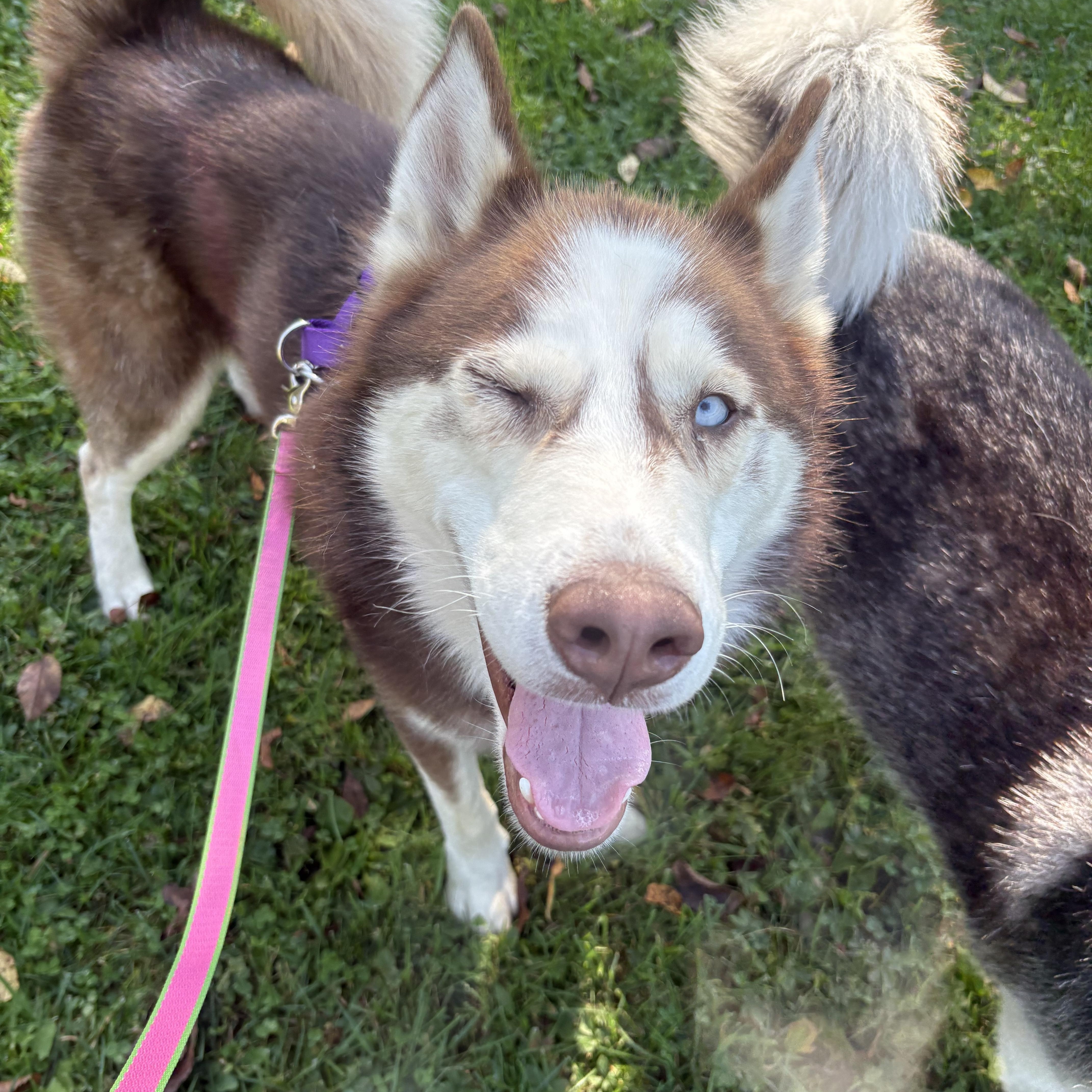 Enlarge Kovu, a Adoptable Husky in Lyndhurst, OH image 3/5