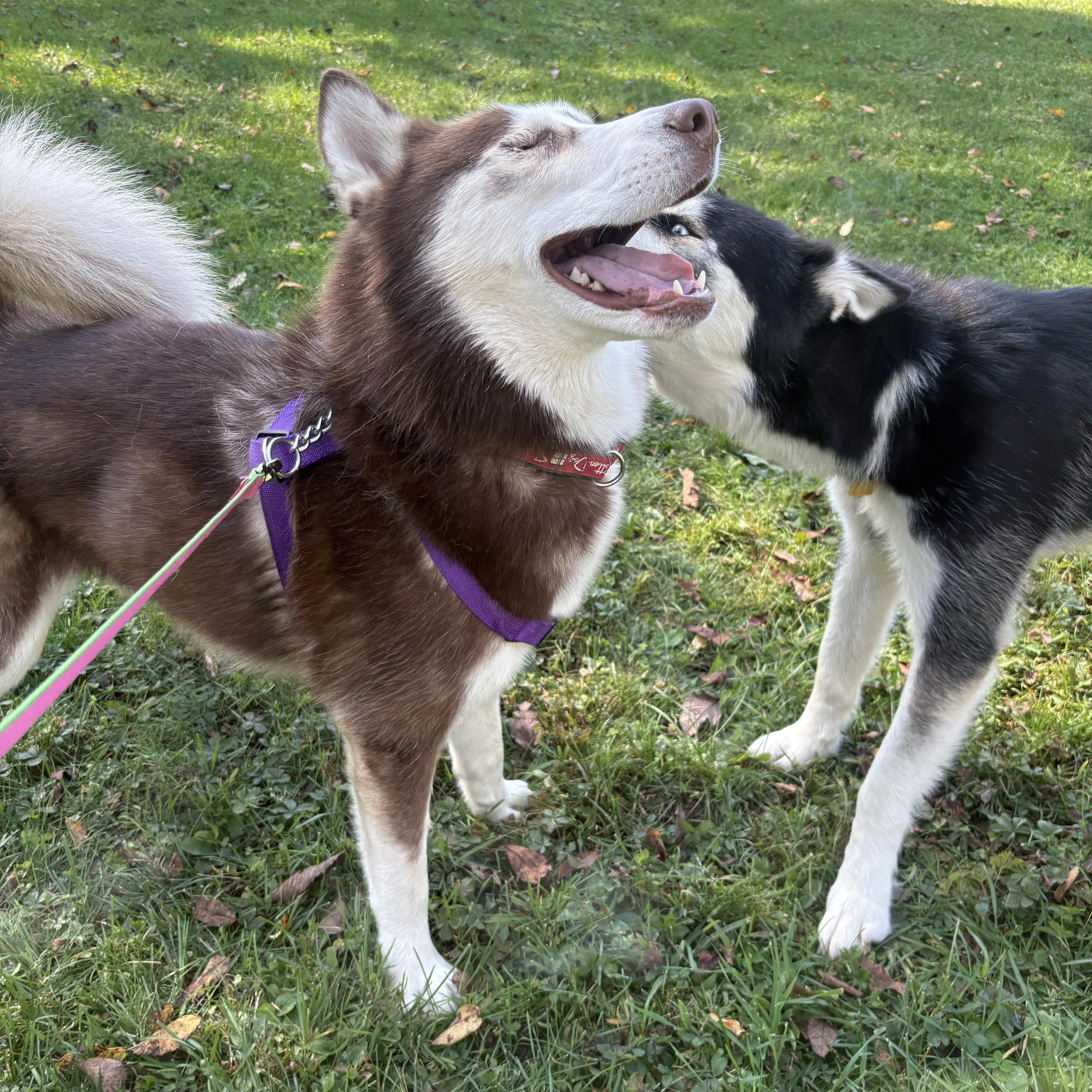 Enlarge Kovu, a Adoptable Husky in Lyndhurst, OH image 4/5