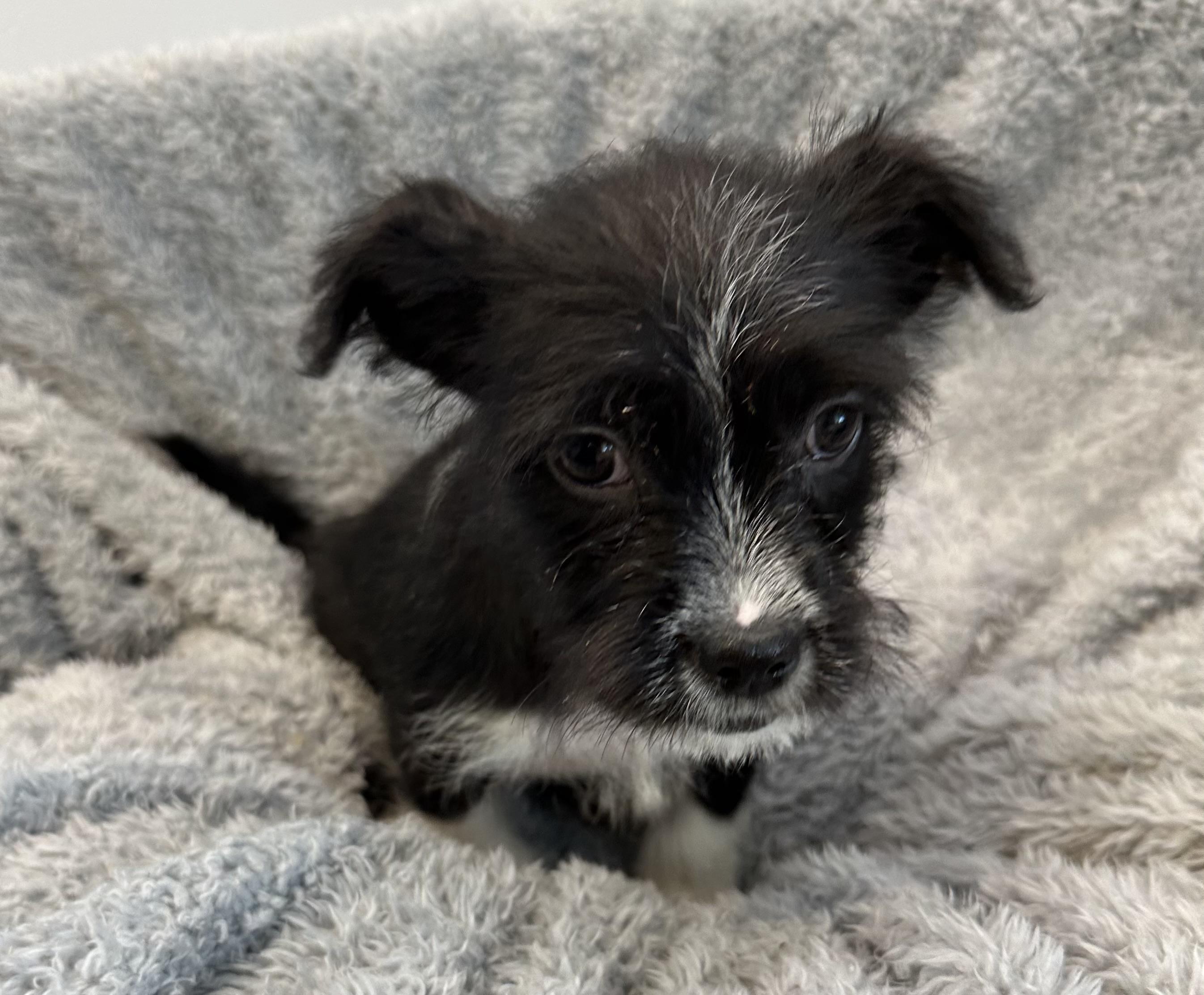 Enlarge Eureka, an adopted mixed breed in Lawrenceville, GA image 2/4