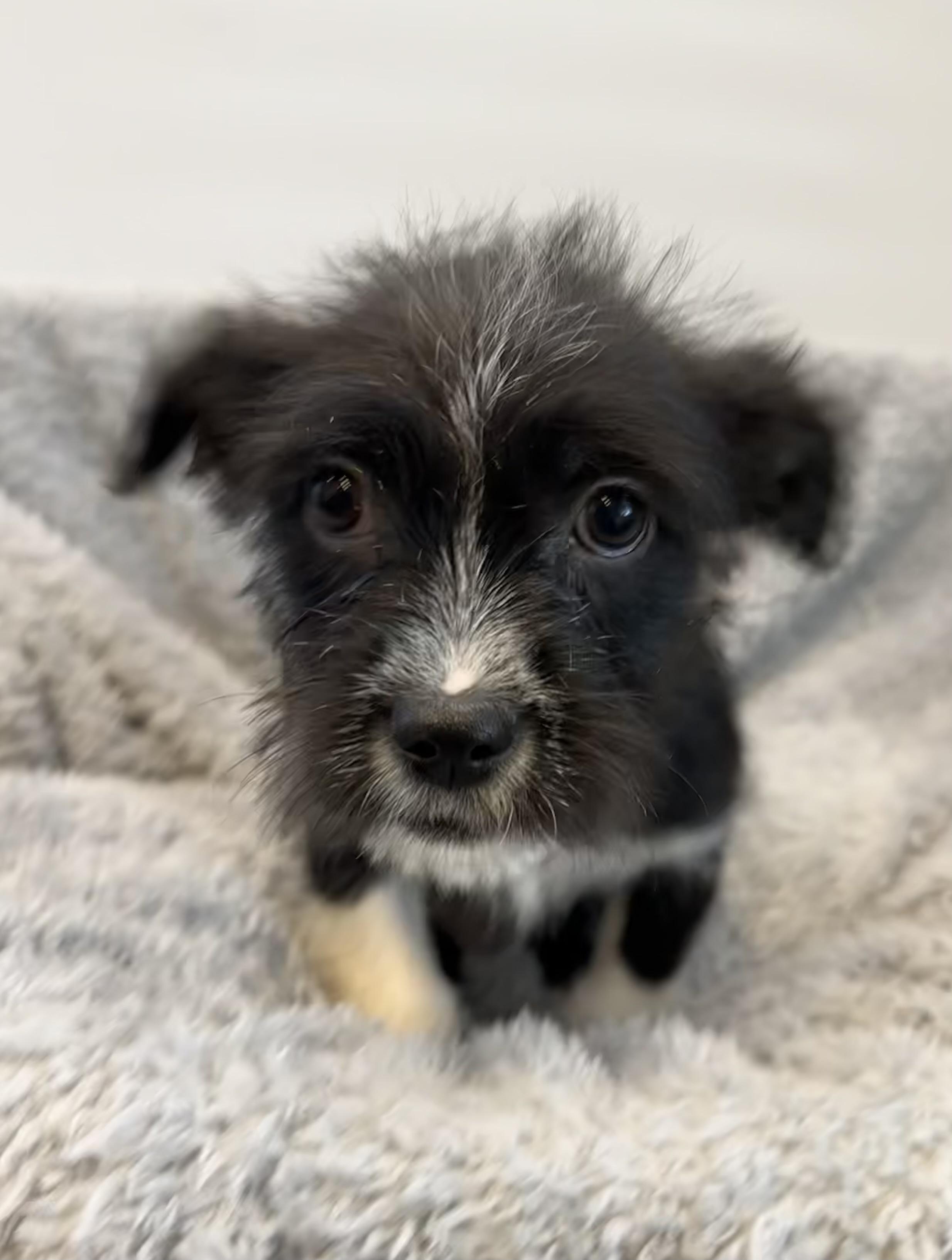 Enlarge Eureka, an adopted mixed breed in Lawrenceville, GA image 4/4