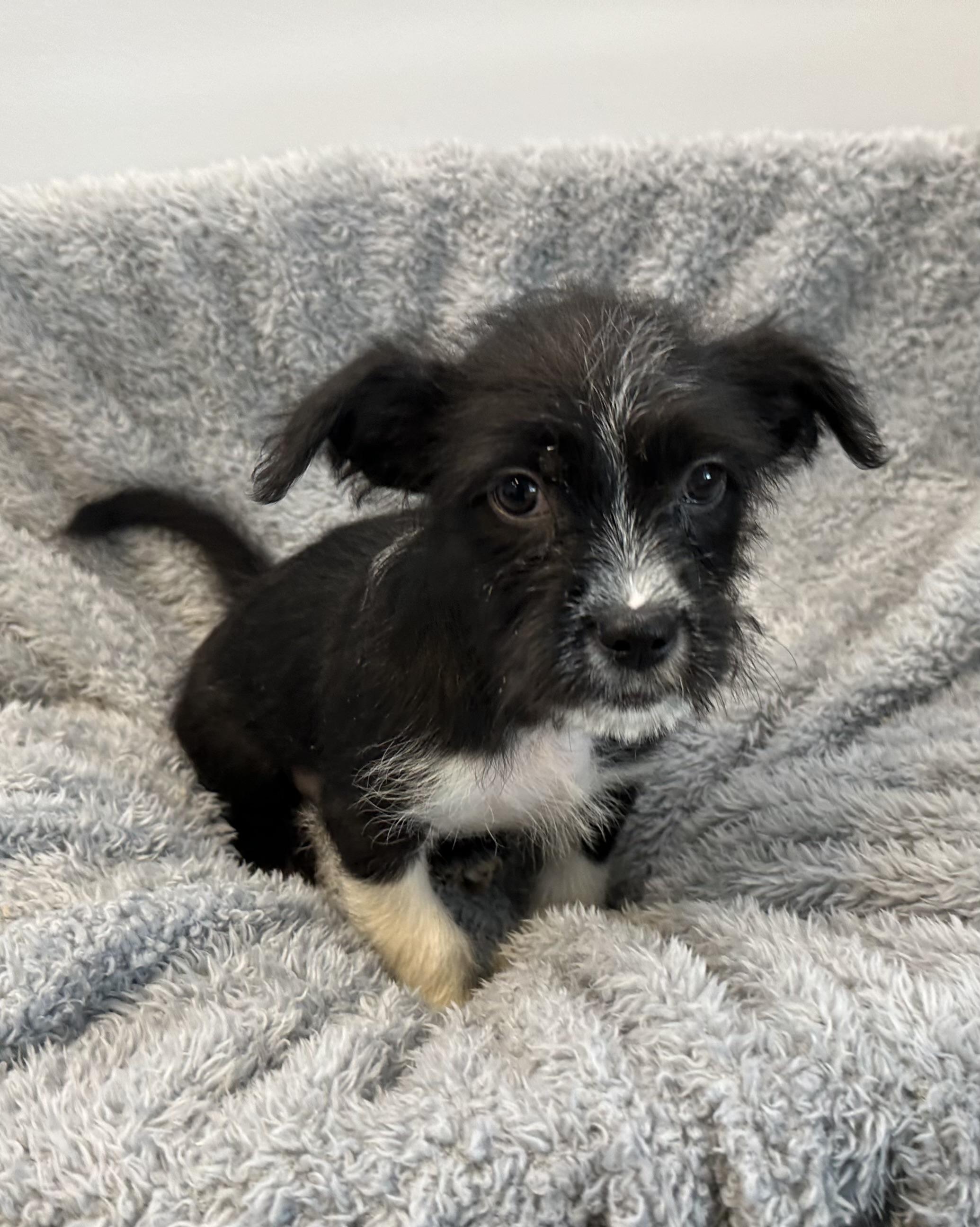 Enlarge Eureka, an adopted mixed breed in Lawrenceville, GA image 1/4