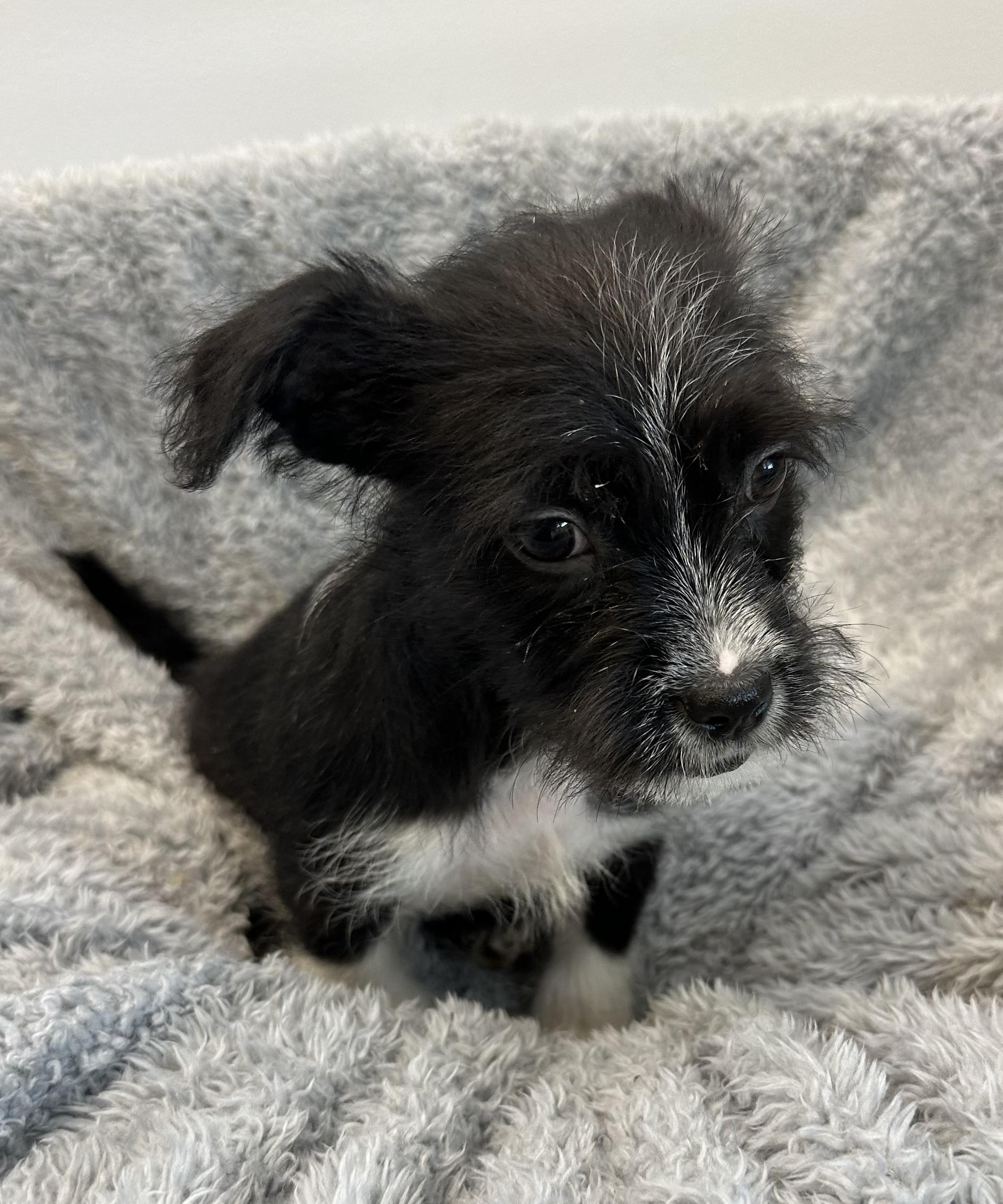 Enlarge Eureka, an adopted mixed breed in Lawrenceville, GA image 3/4