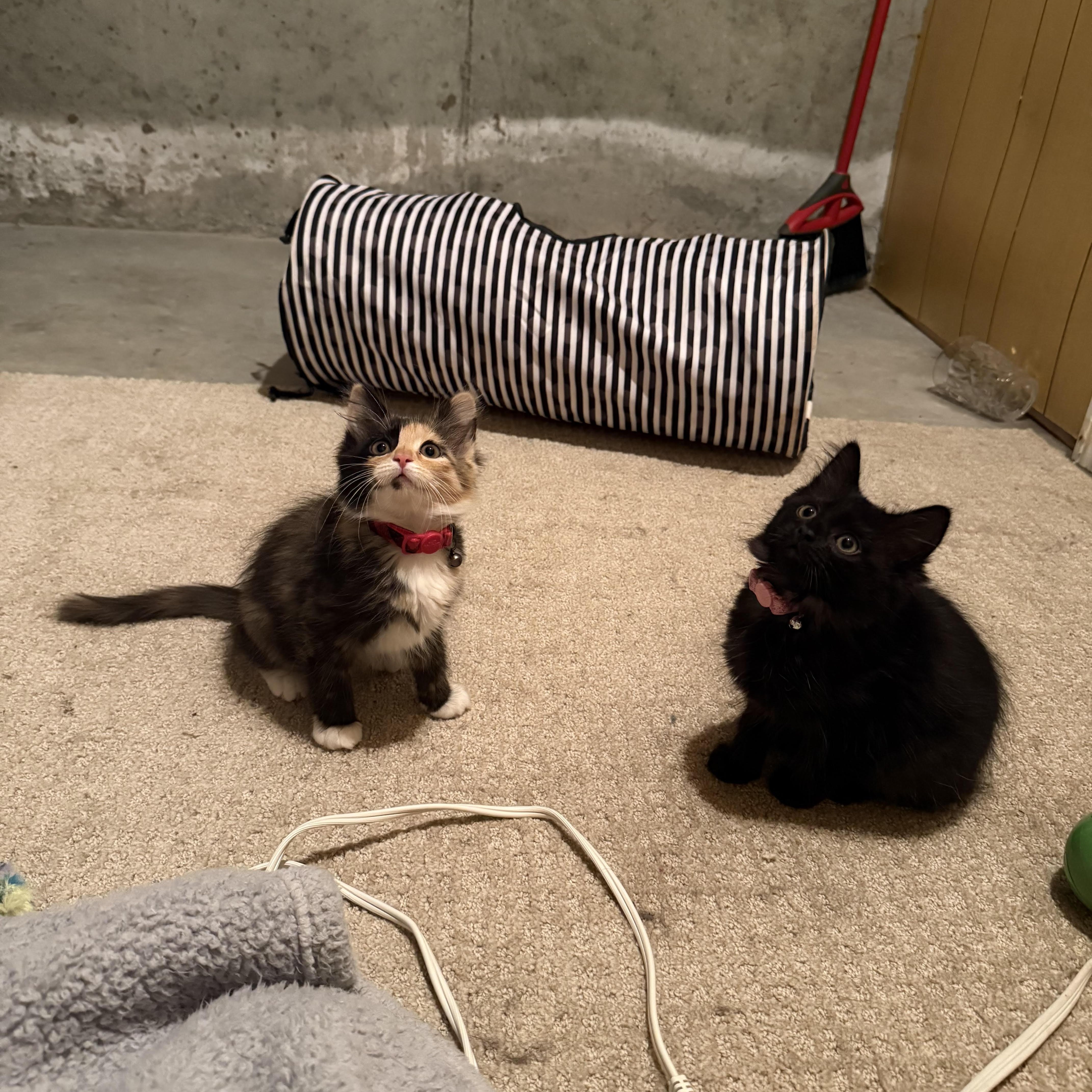 Enlarge Kiwi and Mango, a ADOPTABLE Domestic Short Hair in Marblehead, MA image 1/3