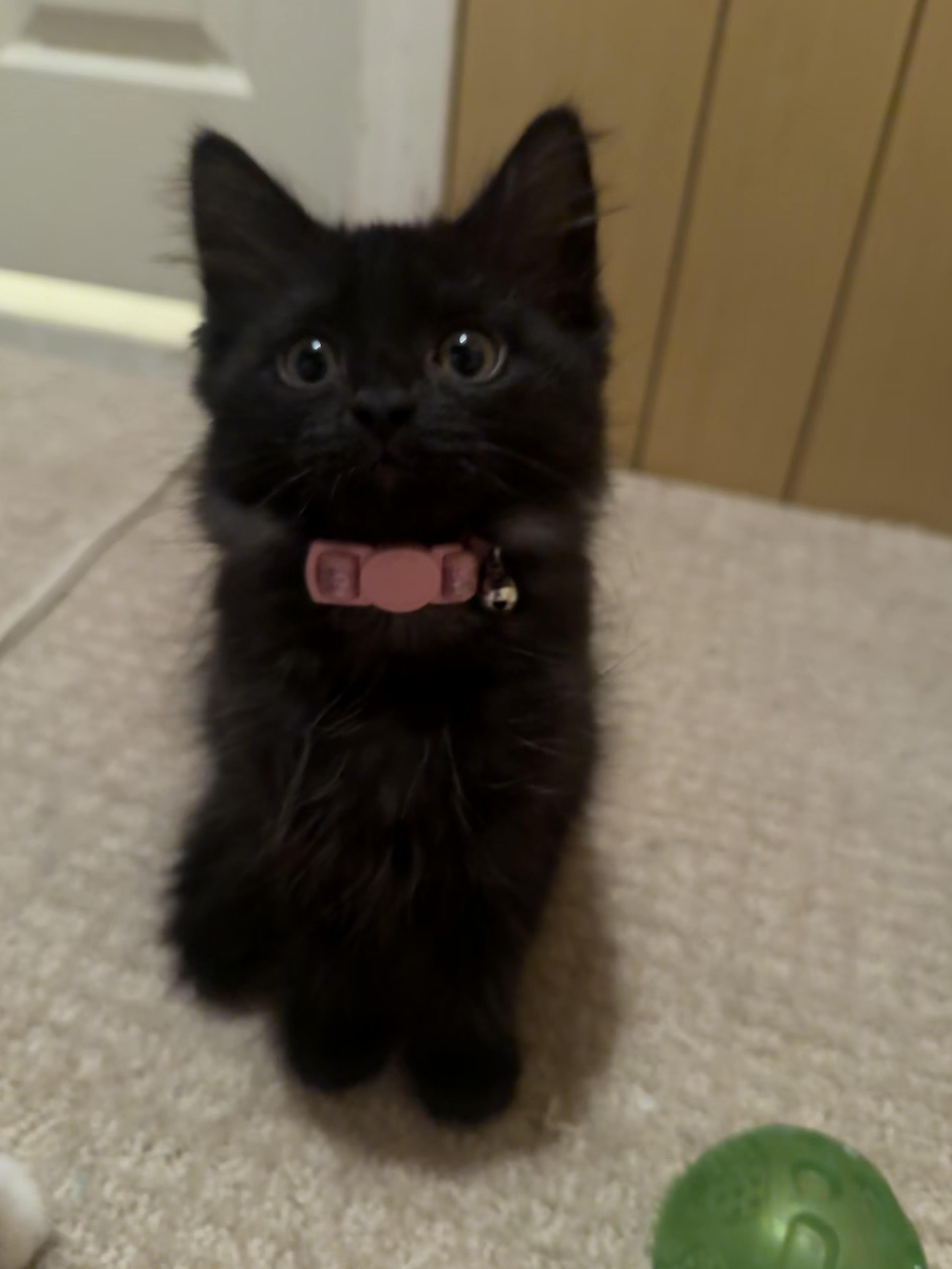 Enlarge Kiwi and Mango, a ADOPTABLE Domestic Short Hair in Marblehead, MA image 2/3