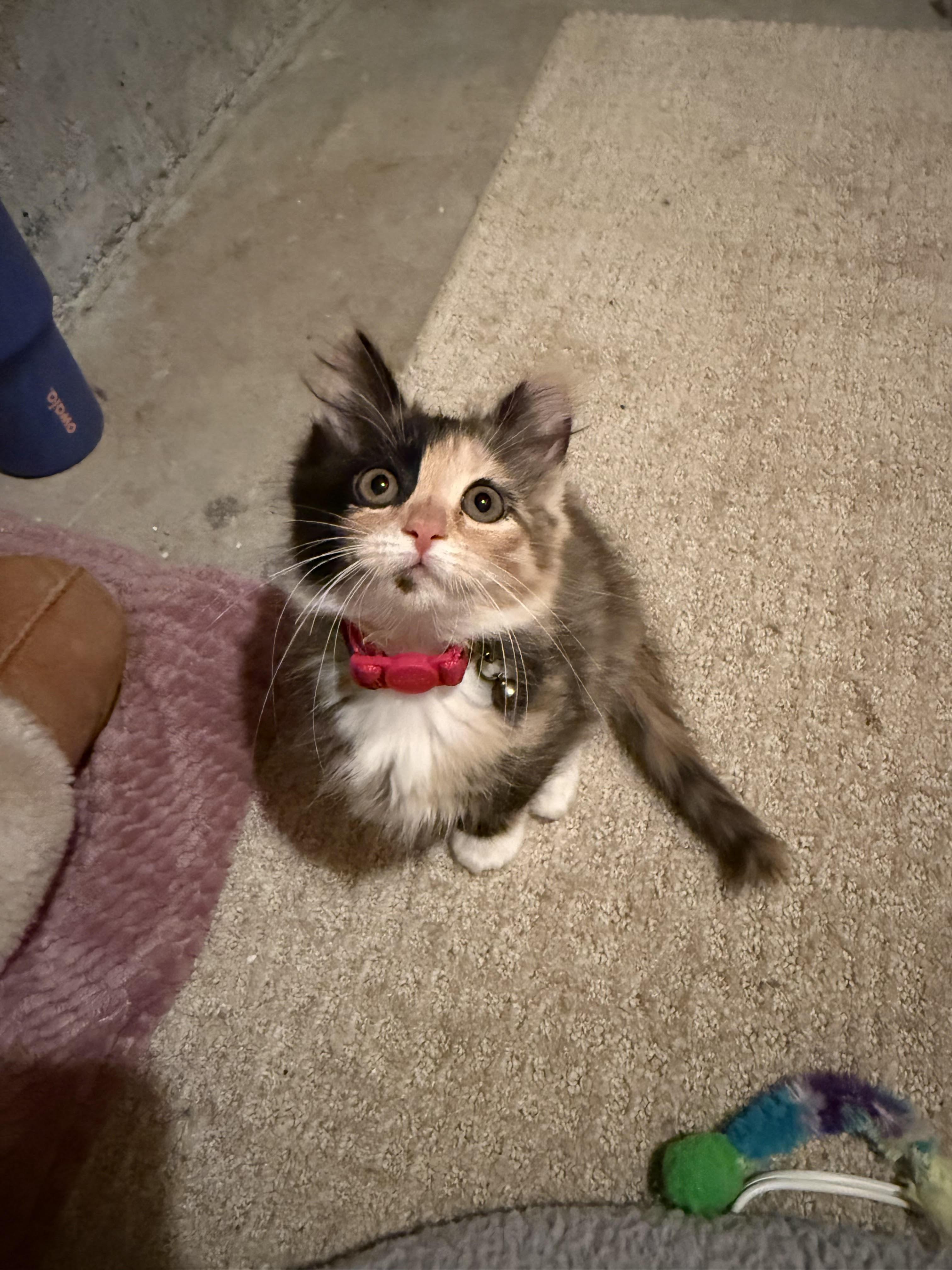 Enlarge Kiwi and Mango, a ADOPTABLE Domestic Short Hair in Marblehead, MA image 3/3