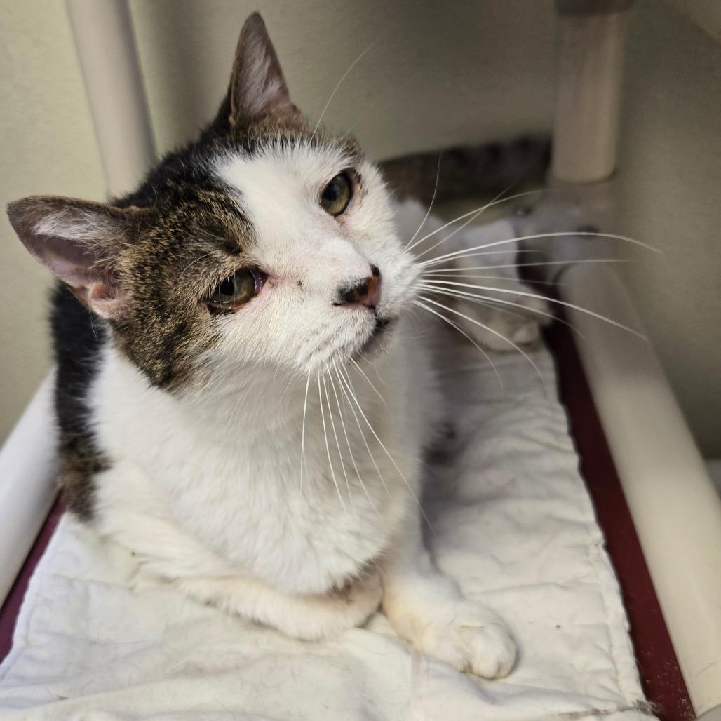 Enlarge Lilly, a Adoptable Domestic Short Hair in Pennsville, NJ image 1/1