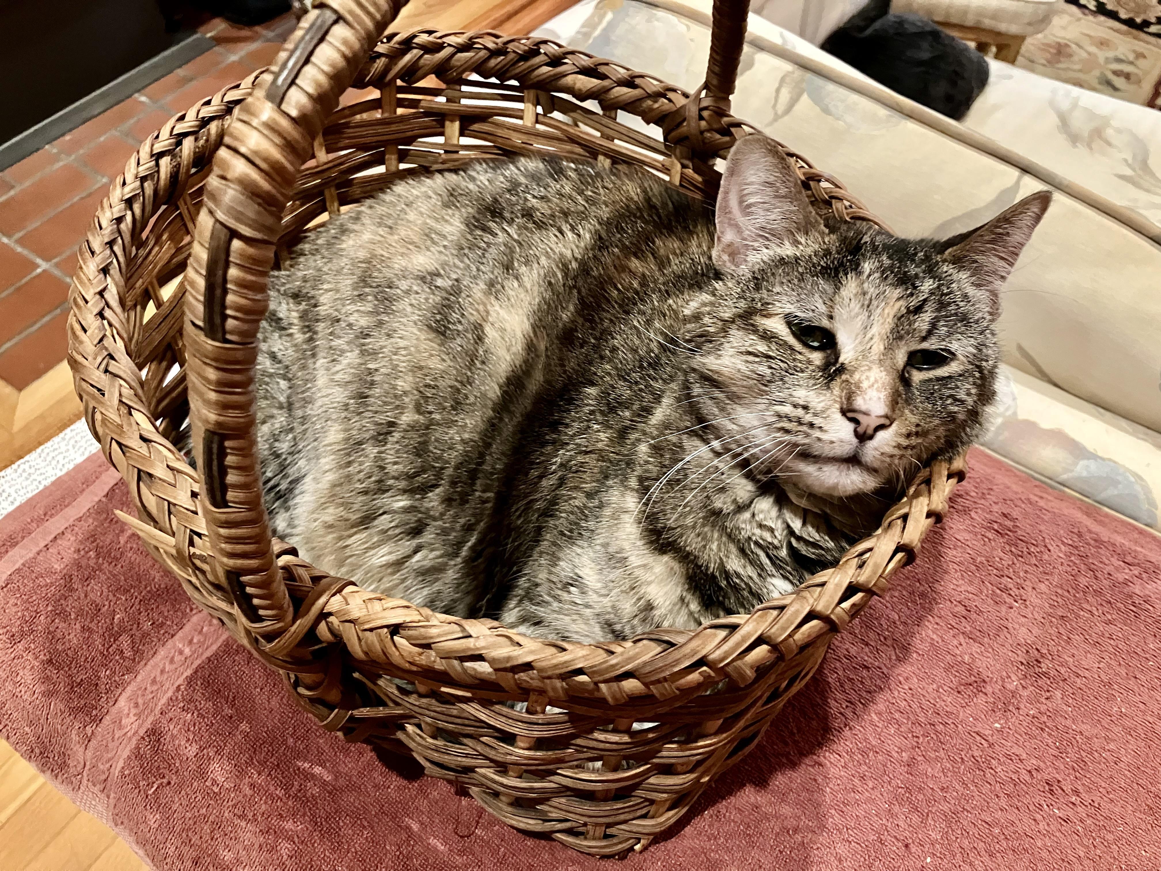 Enlarge Izzy, a ADOPTABLE Domestic Short Hair in BLACK MOUNTAIN, NC image 5/5